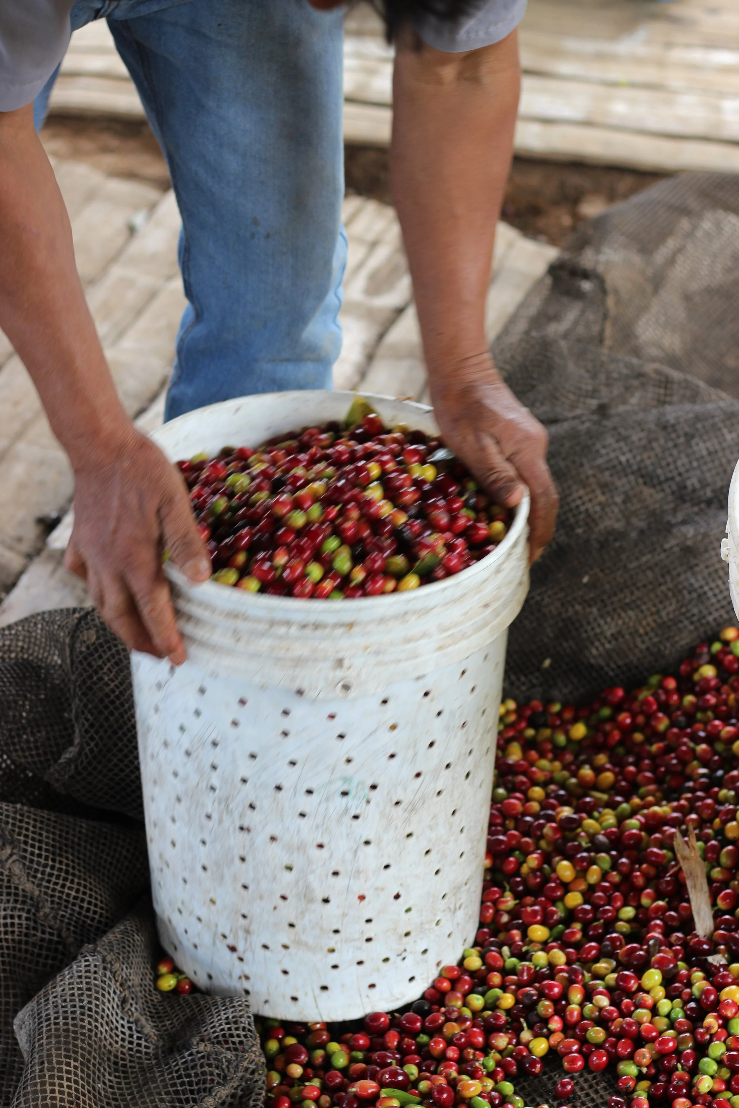peru las pirias sorting beans.jpg