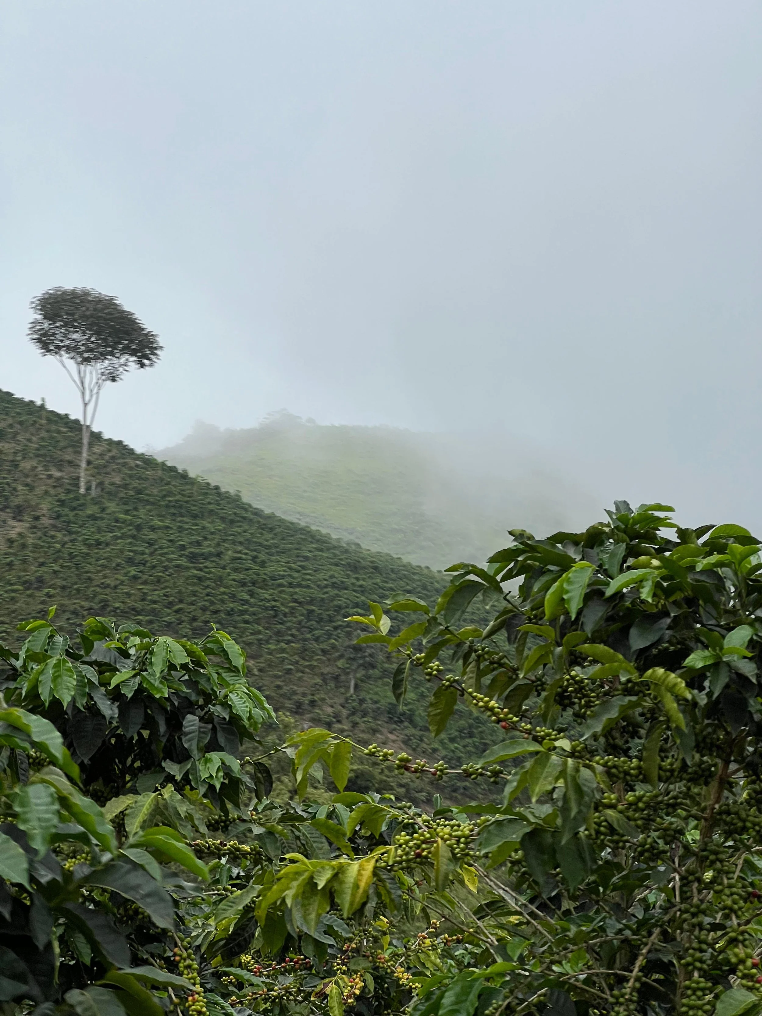 Madre Tierra Colombia landscape MKX_REF (1).jpg