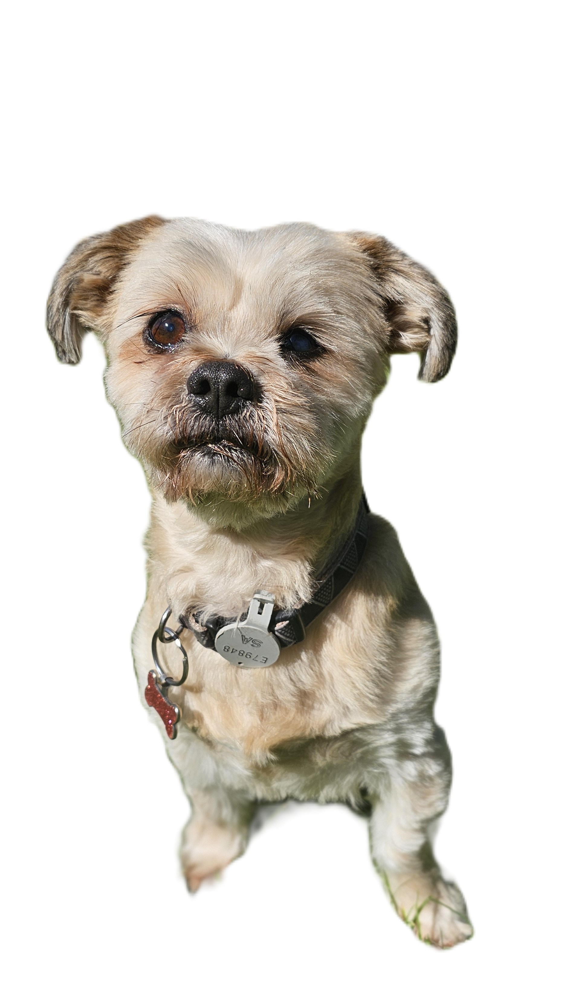 Clinic support therapy dog
