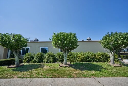 A row of trimmed trees in front of a beige building with large windows on a sunny day.