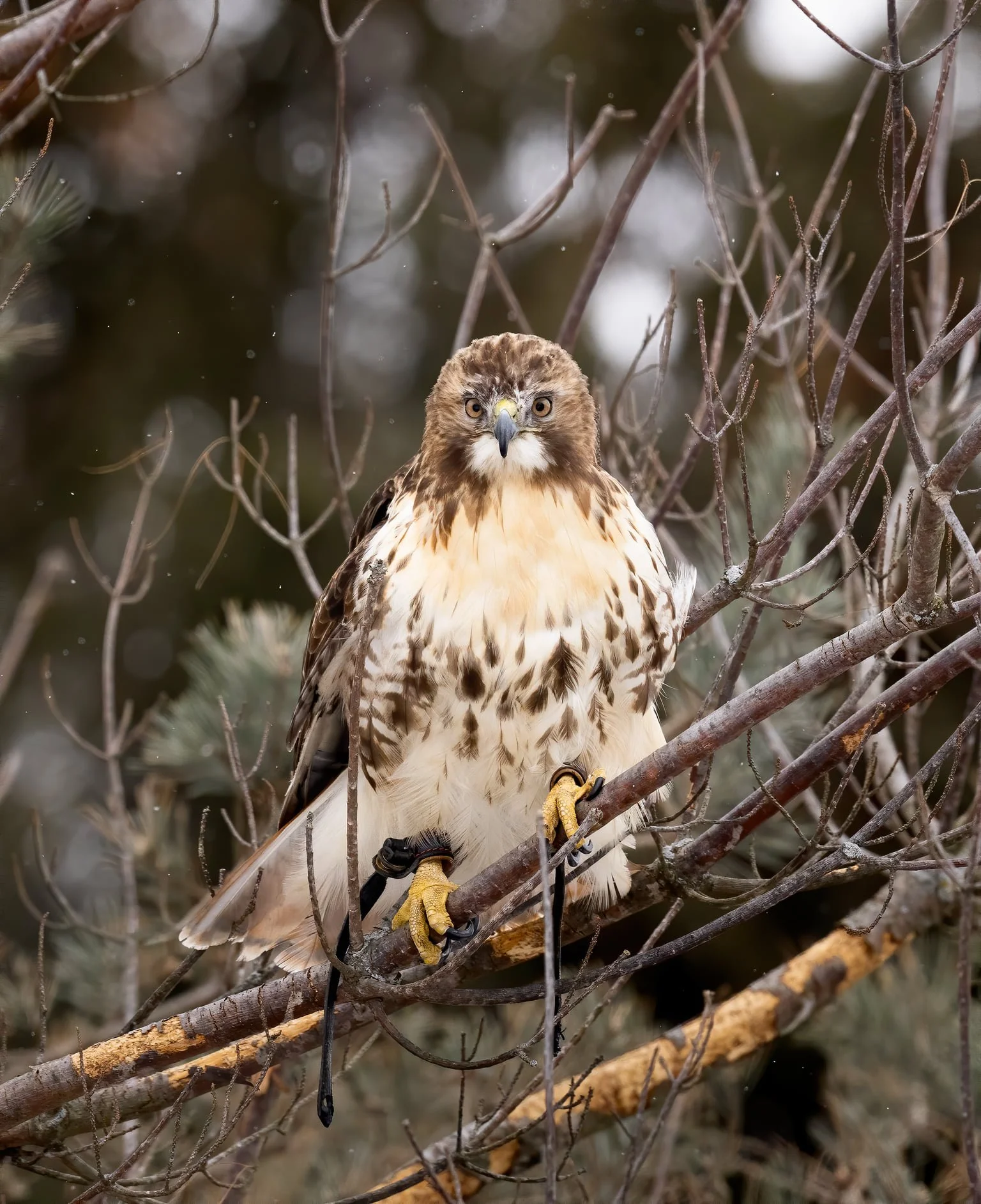 Wisconsin Falconers Association