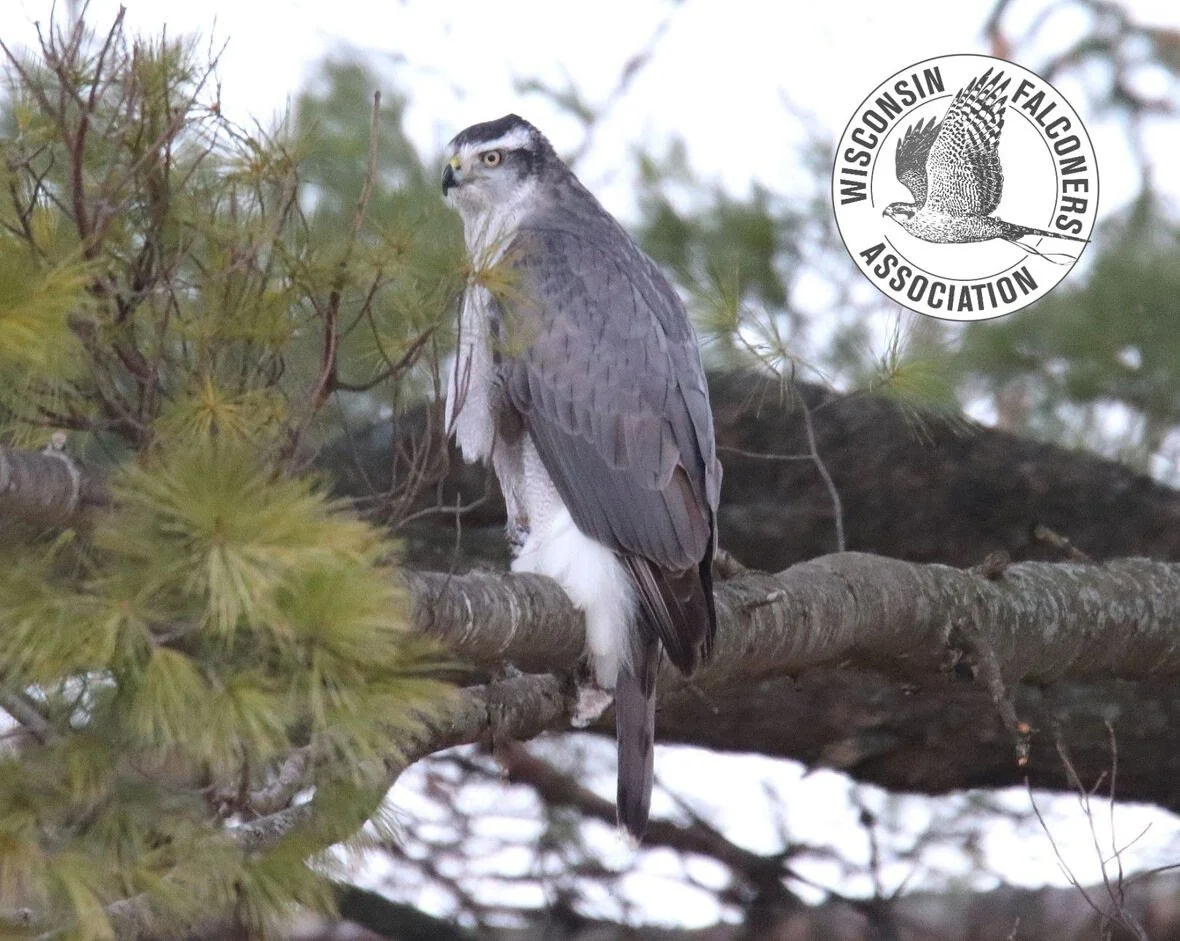 Wisconsin Falconers Association