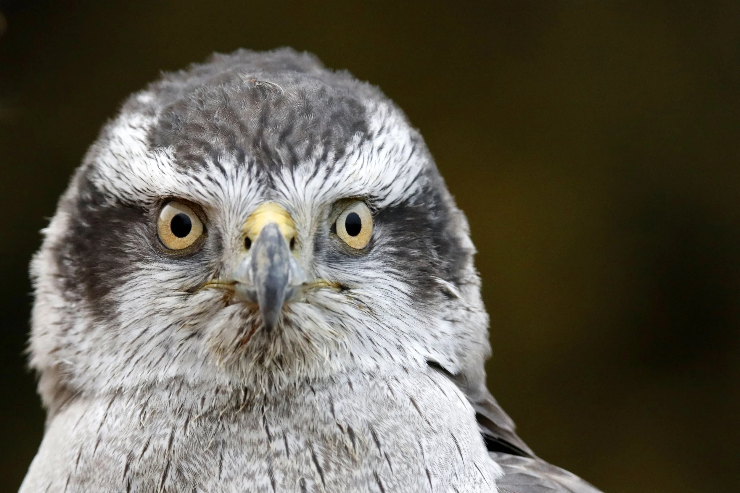 Education — Wisconsin Falconers Association