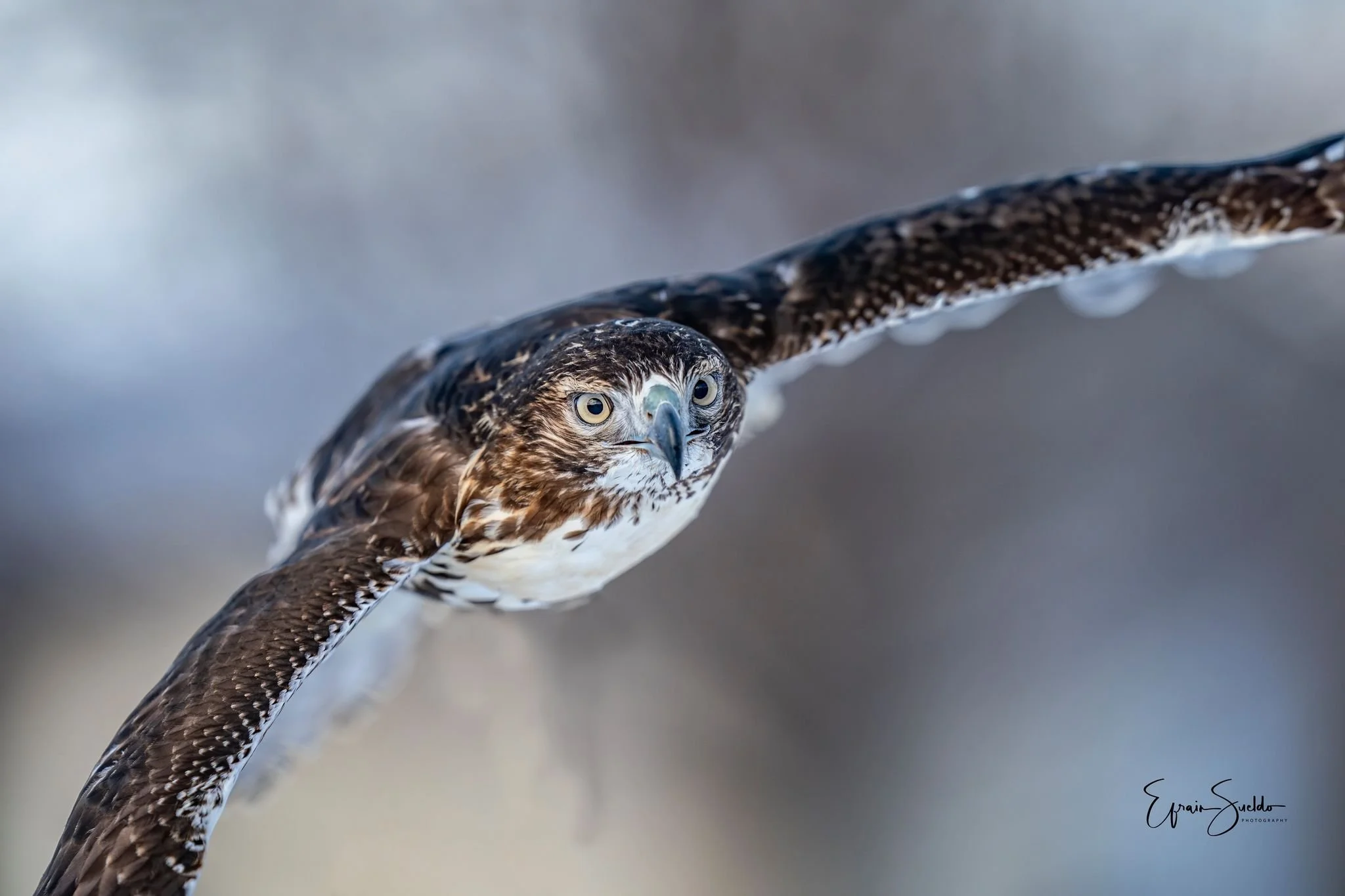 Wisconsin Falconers Association