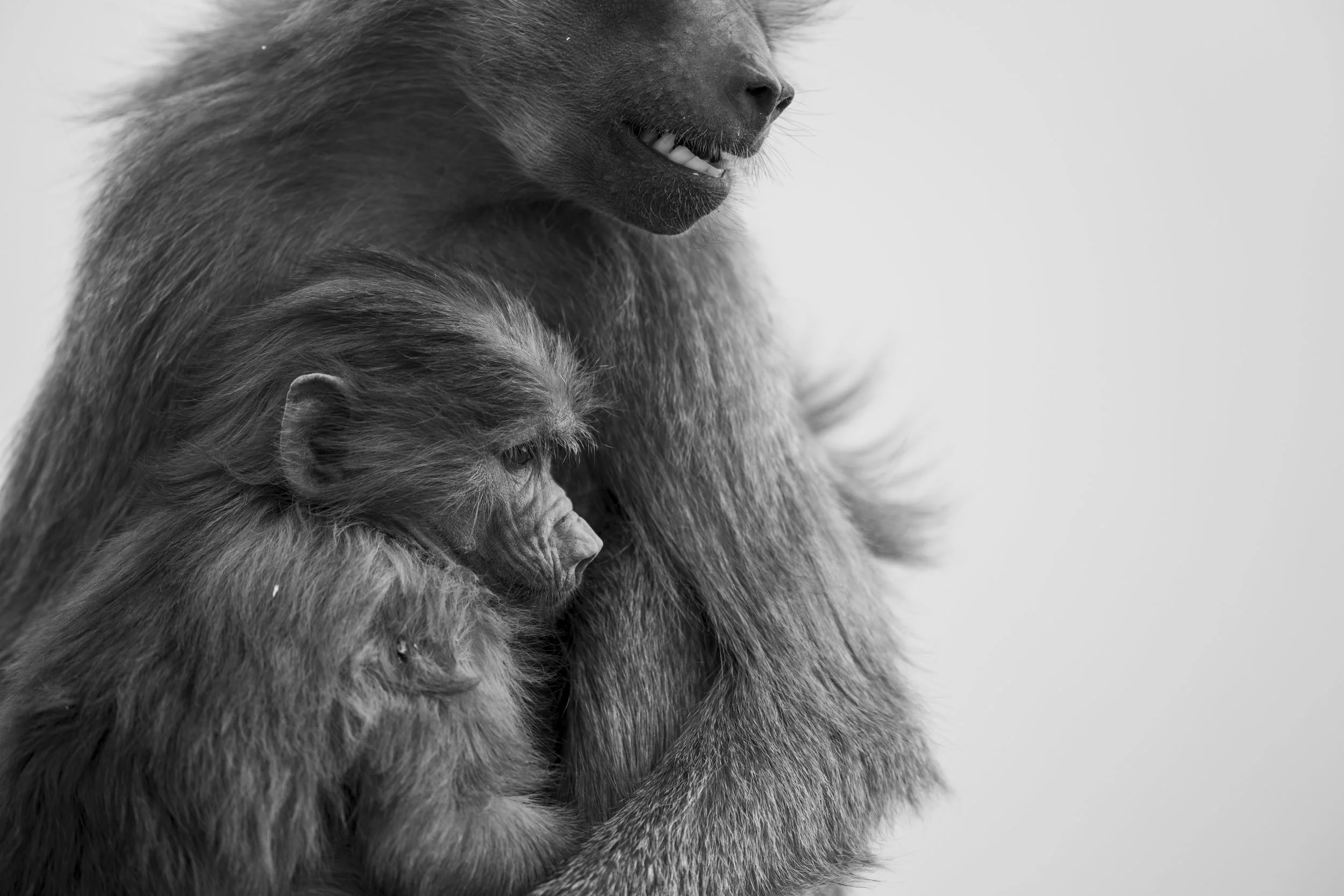 Hamadrya baboons. Abha, Saudi Arabia