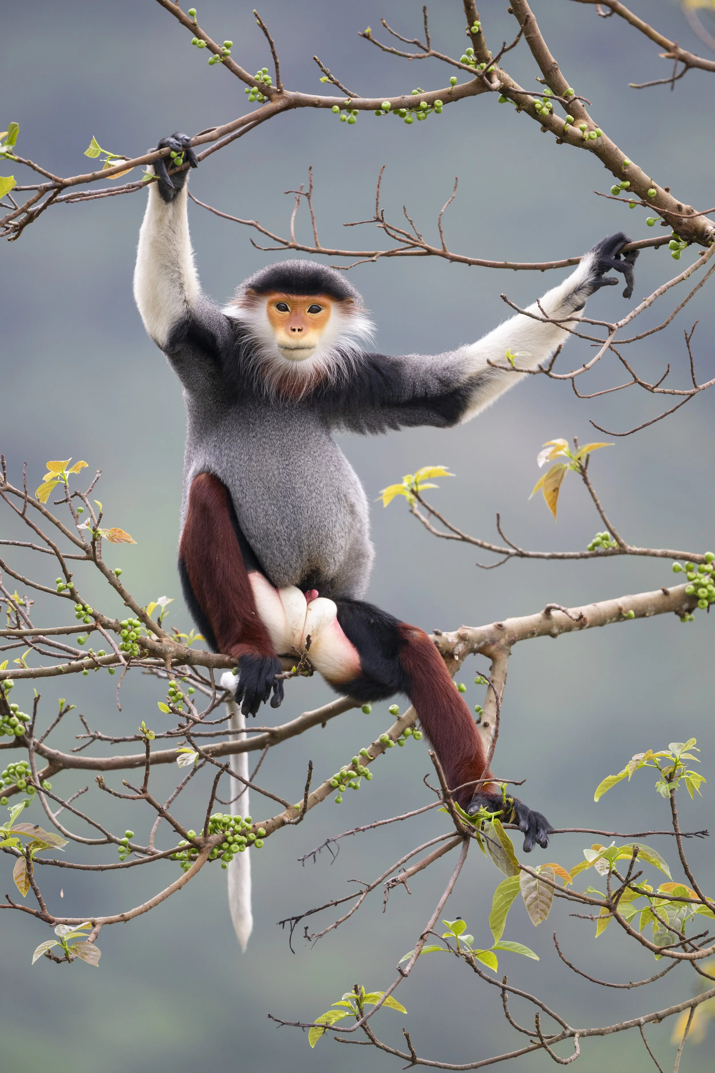 Red-shanked douc langur. Son Tra, Vietnam