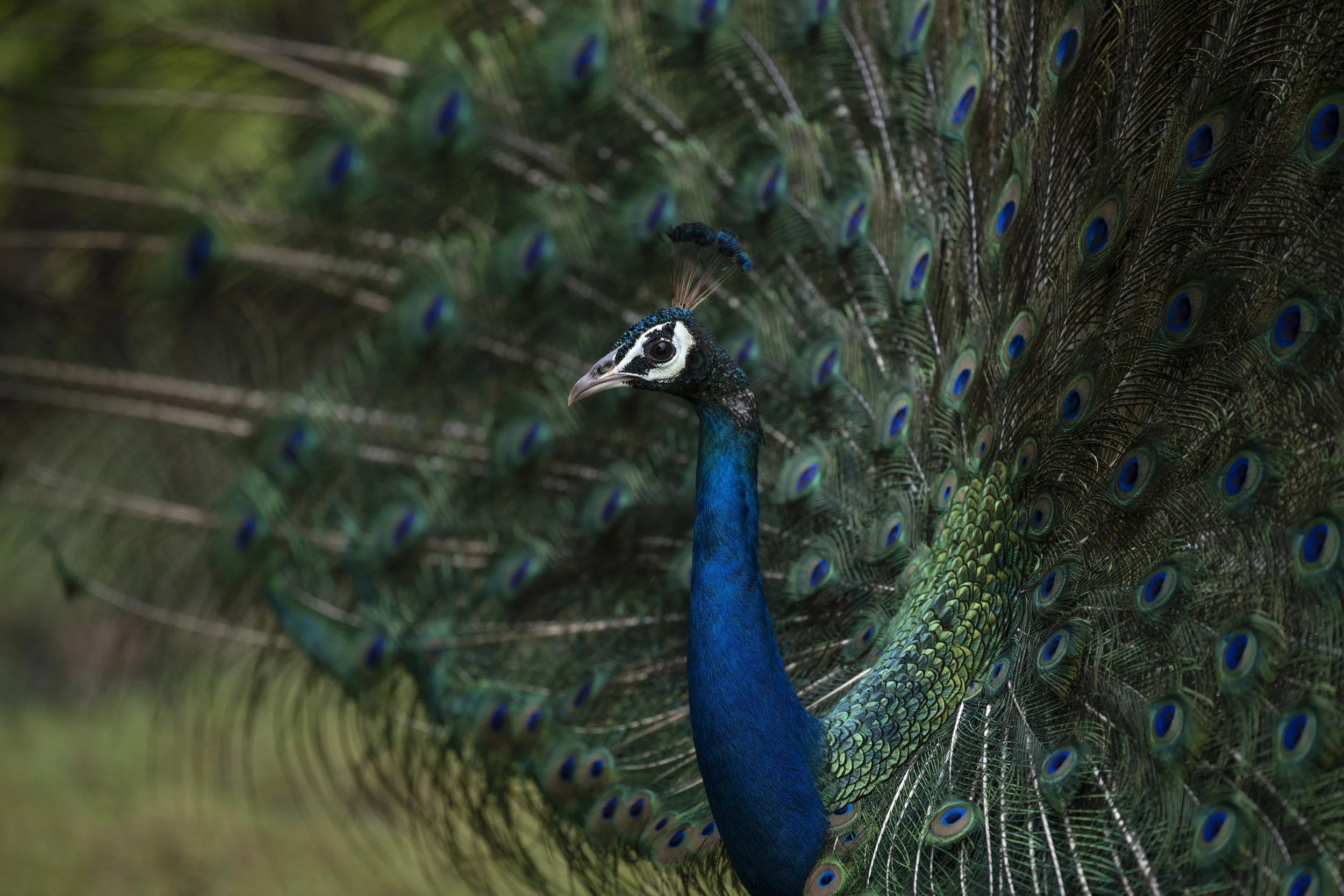 Indian peafowl. Yala National Park, Sri Lanka
