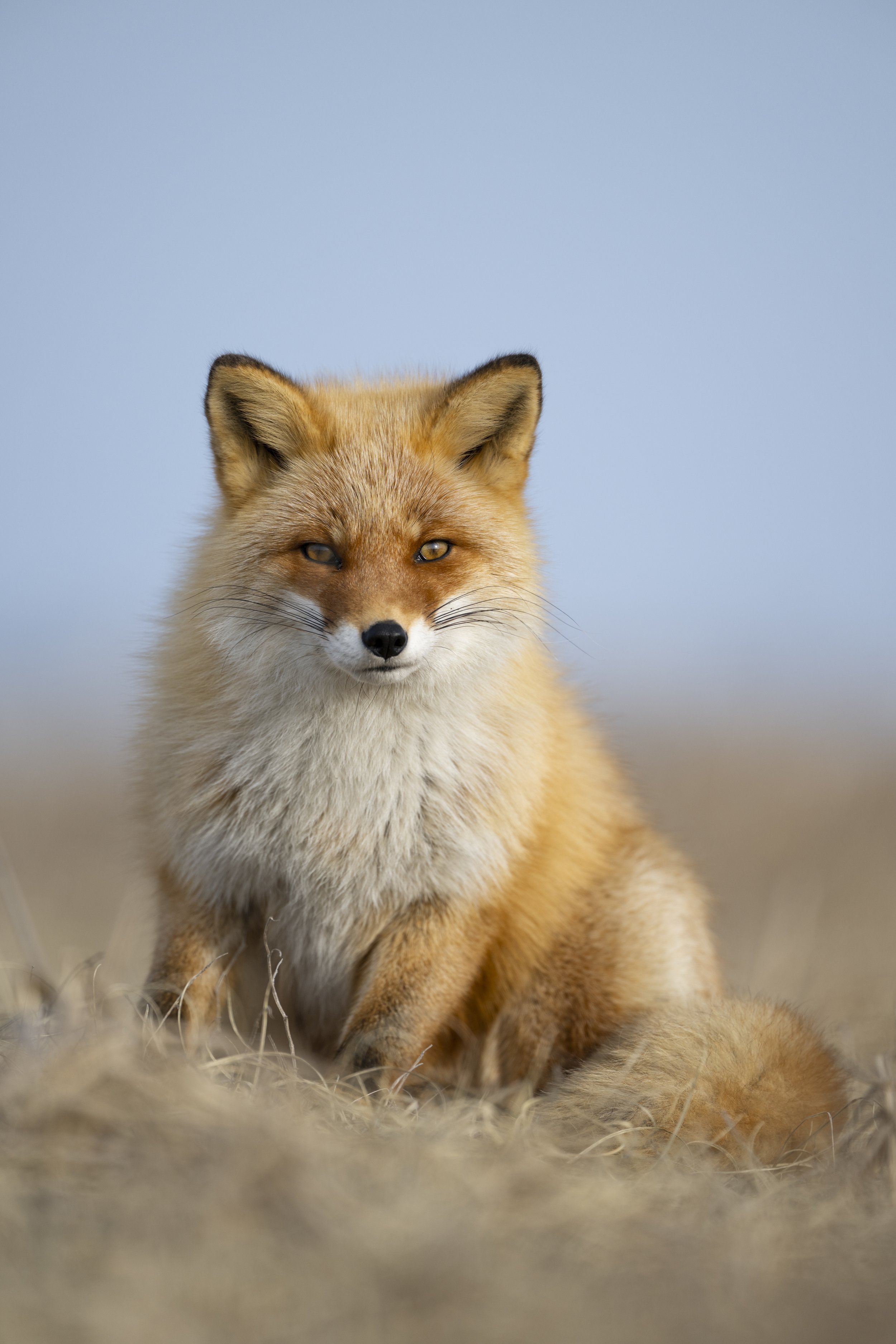 Ezo red fox. Hokkaido, Japan
