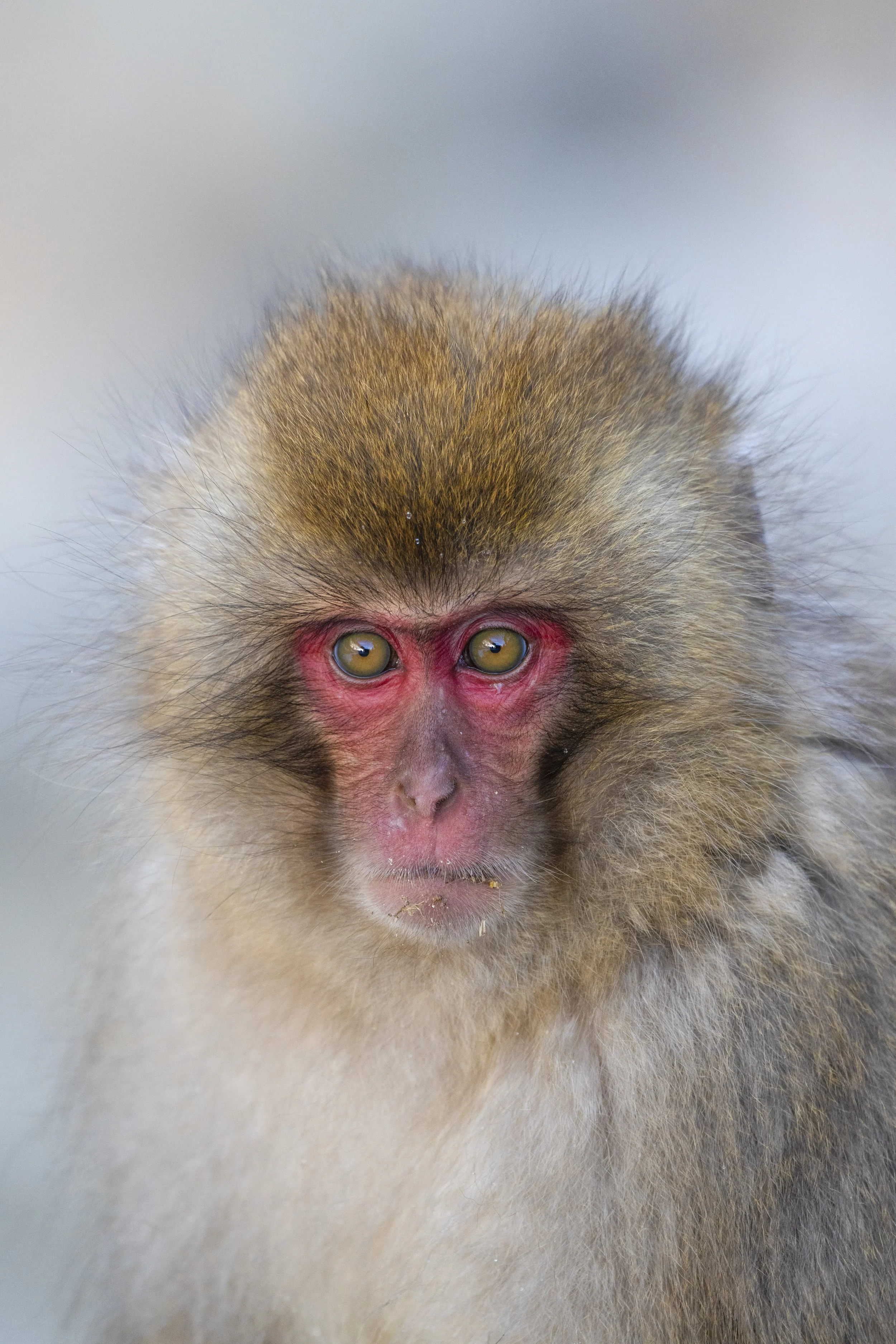Snow monkey. Jigokudani, Japan