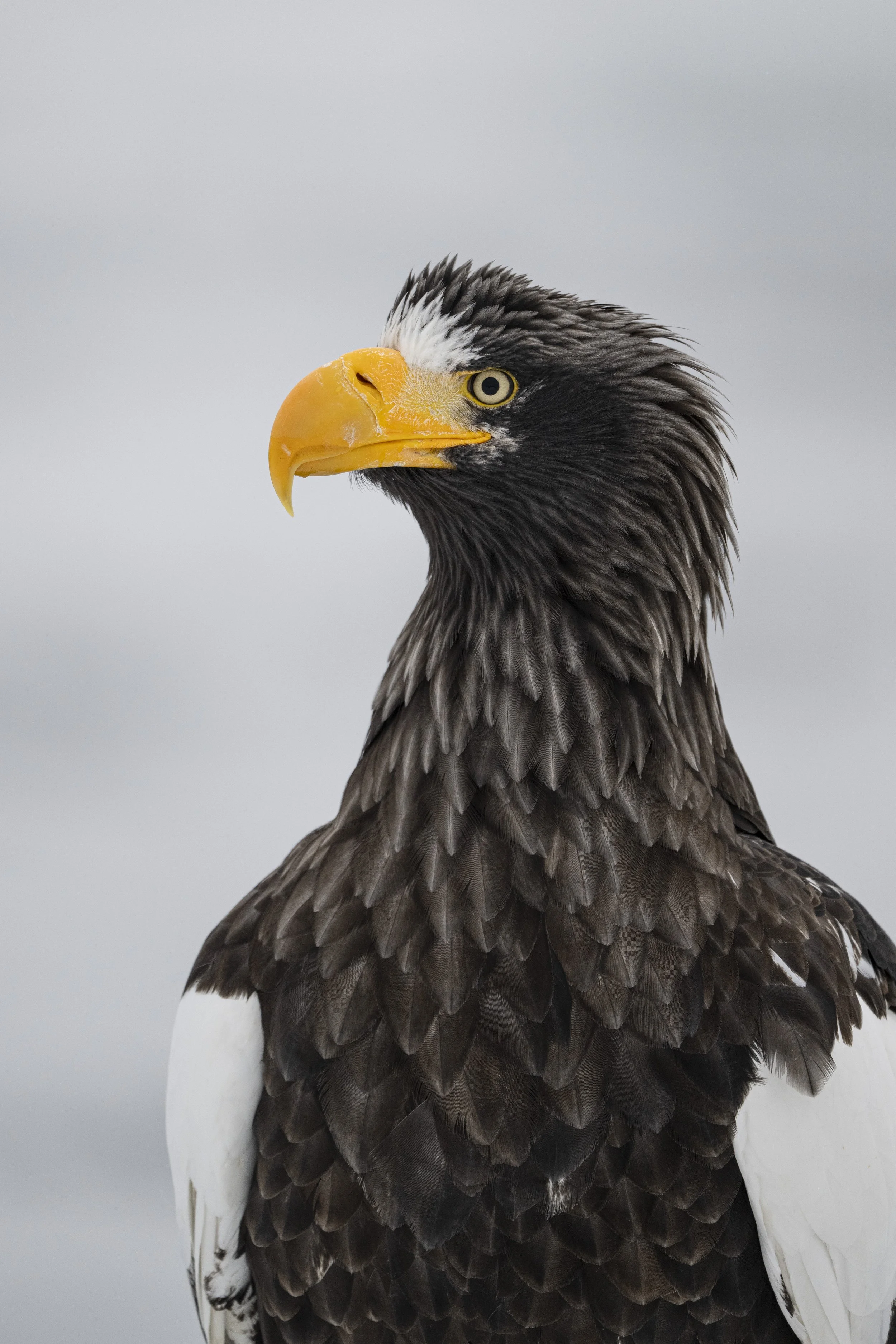 Steller's sea eagle. Hokkaido, Japan