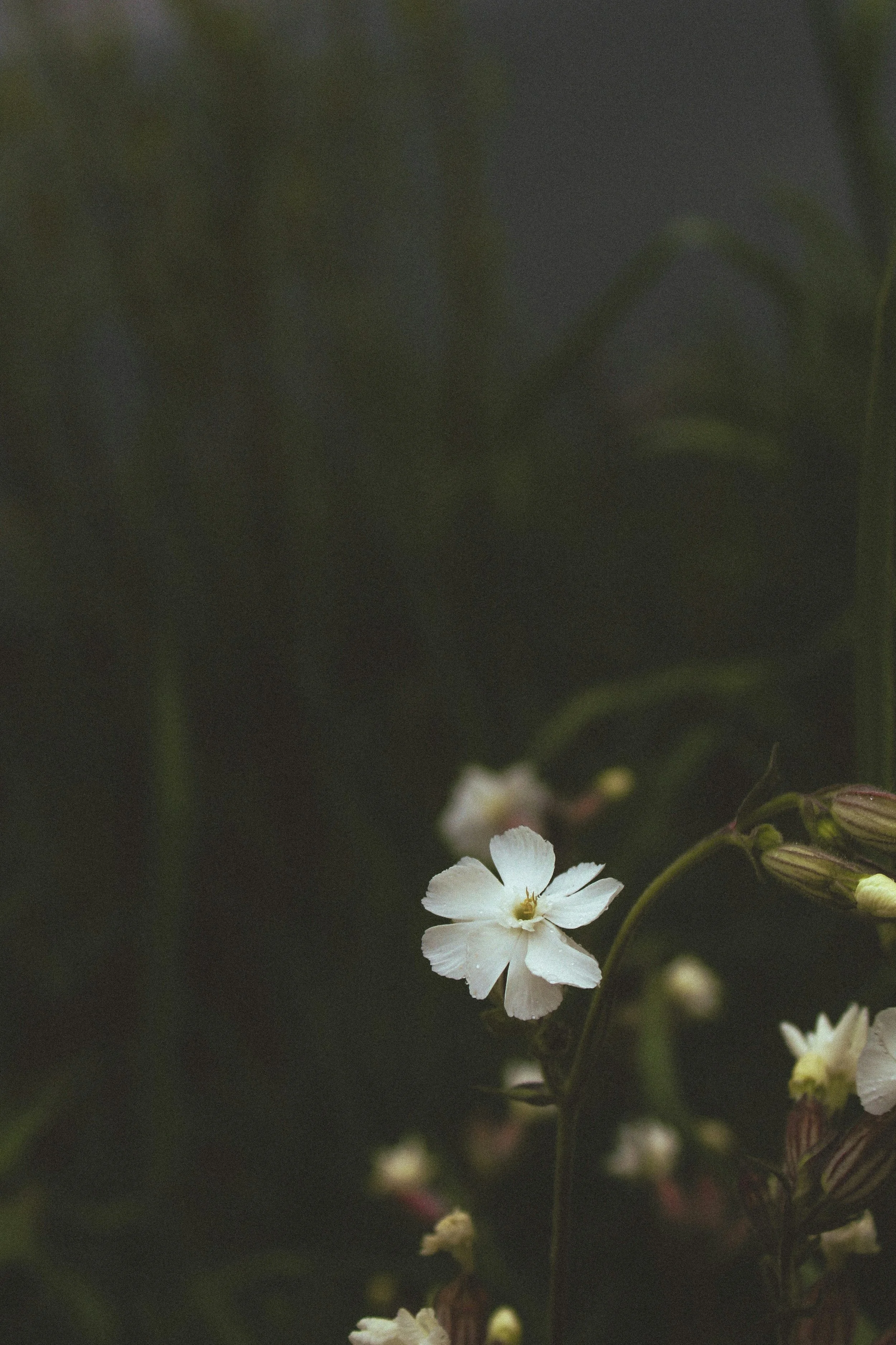 Close-up of a small white flower with dark background