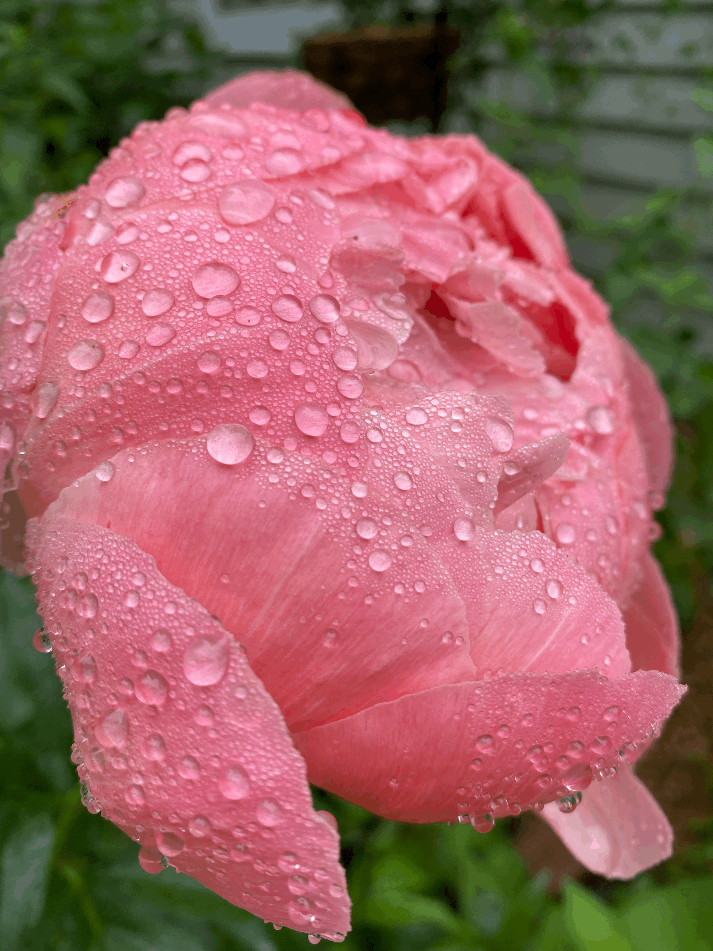 Register for Why Peonies are Perfect! Wednesday, June 3rd, 5:30 - 7:00 p.m.