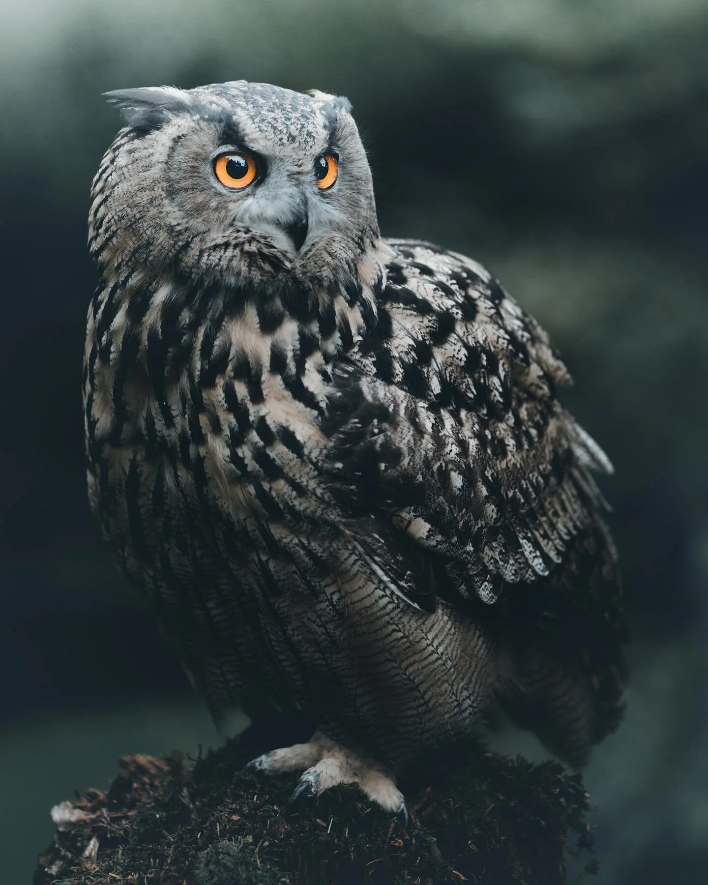 Omen.

#artclassified #artofvisuals #collectivesoulmag #dark_infinity #darkshinemag #dreamland_arts_of_nature #eclectic_shotz #excellent_nordic #folkscenery #igworldclub_sunset #lensloves_nature #m3xtures#minimalism #minimalmood #moods_in_frame #mood