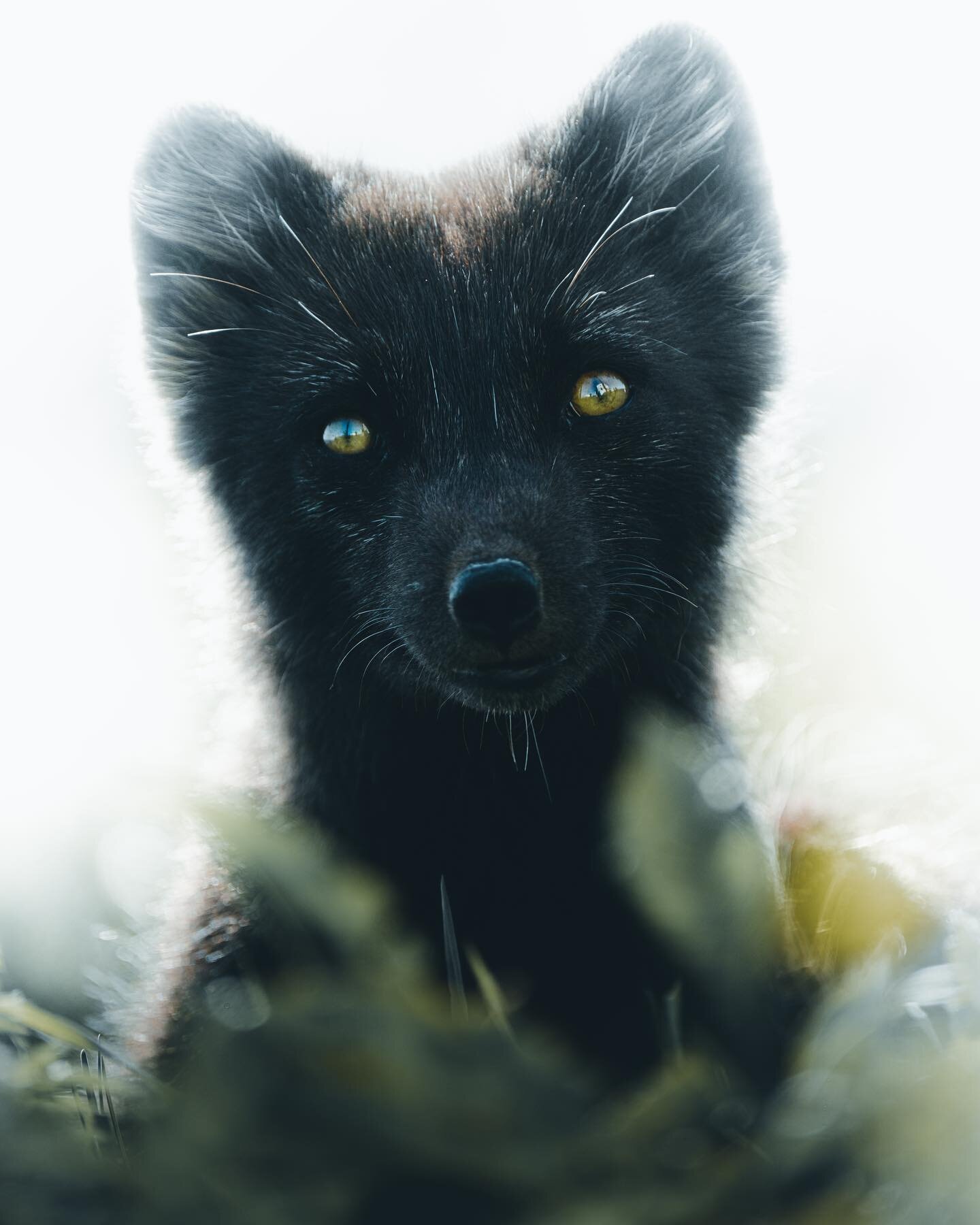 Insolent Spirit.

#animal_captures #bpa_nature
#dreamland_arts_of_nature #fiftyshades_of_nature
#folkmagazine #folkscenery #forest #fox #foxlovers
#gottalove_a_#ig_magical_nature
#igworldclub_nature #lensloves_nature #nature
#arcticfox #natures_moods