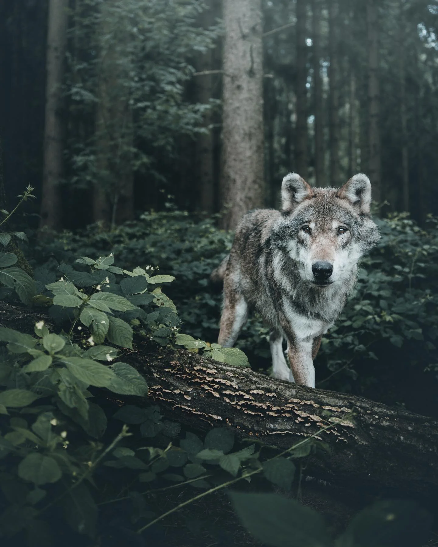 Behold the gates of Ossory.

#animal_captures #bpa_nature
#dreamland_arts_of_nature #fiftyshades_of_nature
#folkmagazine #folkscenery #forest #wolf #werewolves 
#gottalove_a_#ig_magical_nature
#igworldclub_nature #lensloves _nature #nature
#wolvesofi