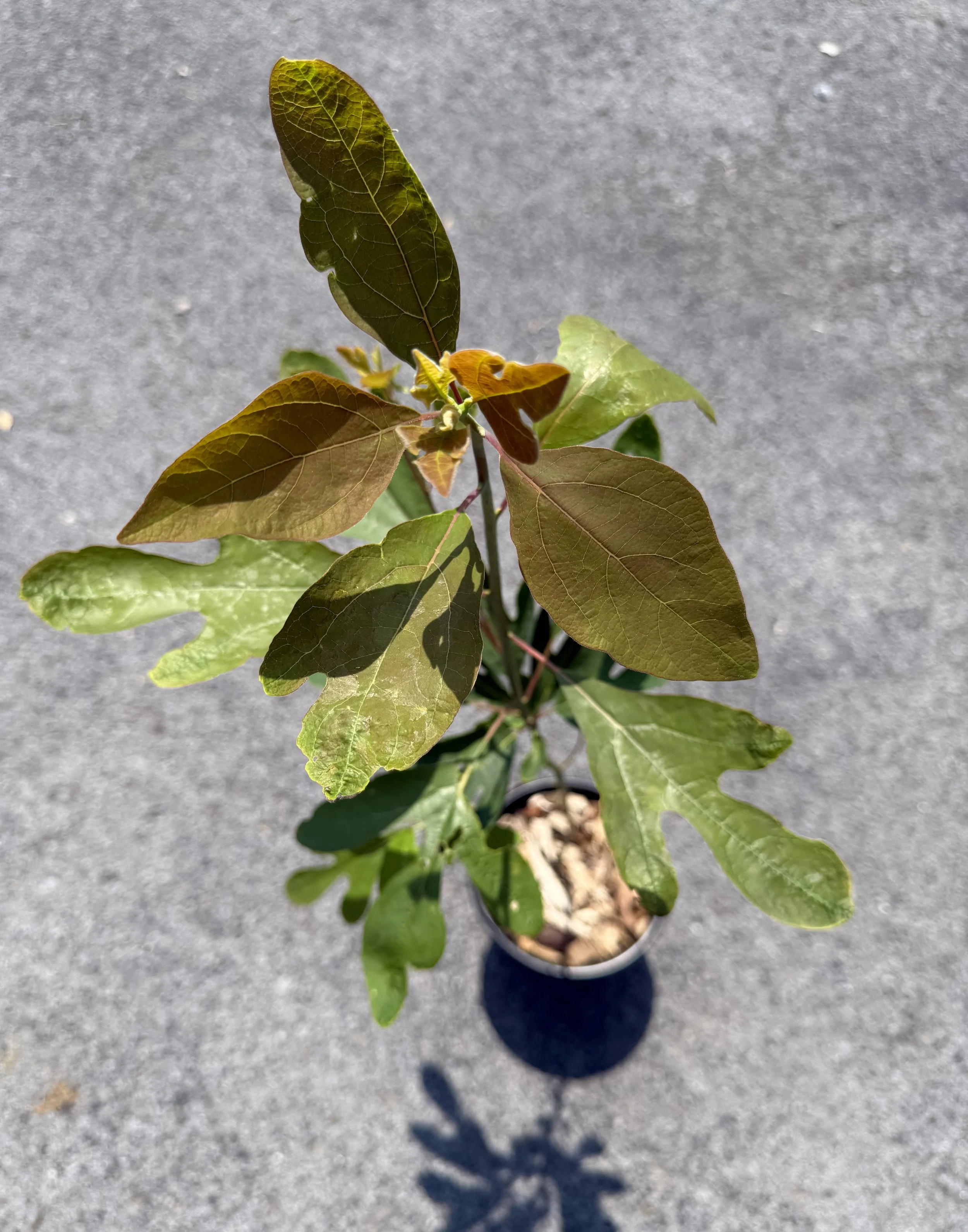 IMG_0026 copy_Sassafras.jpg