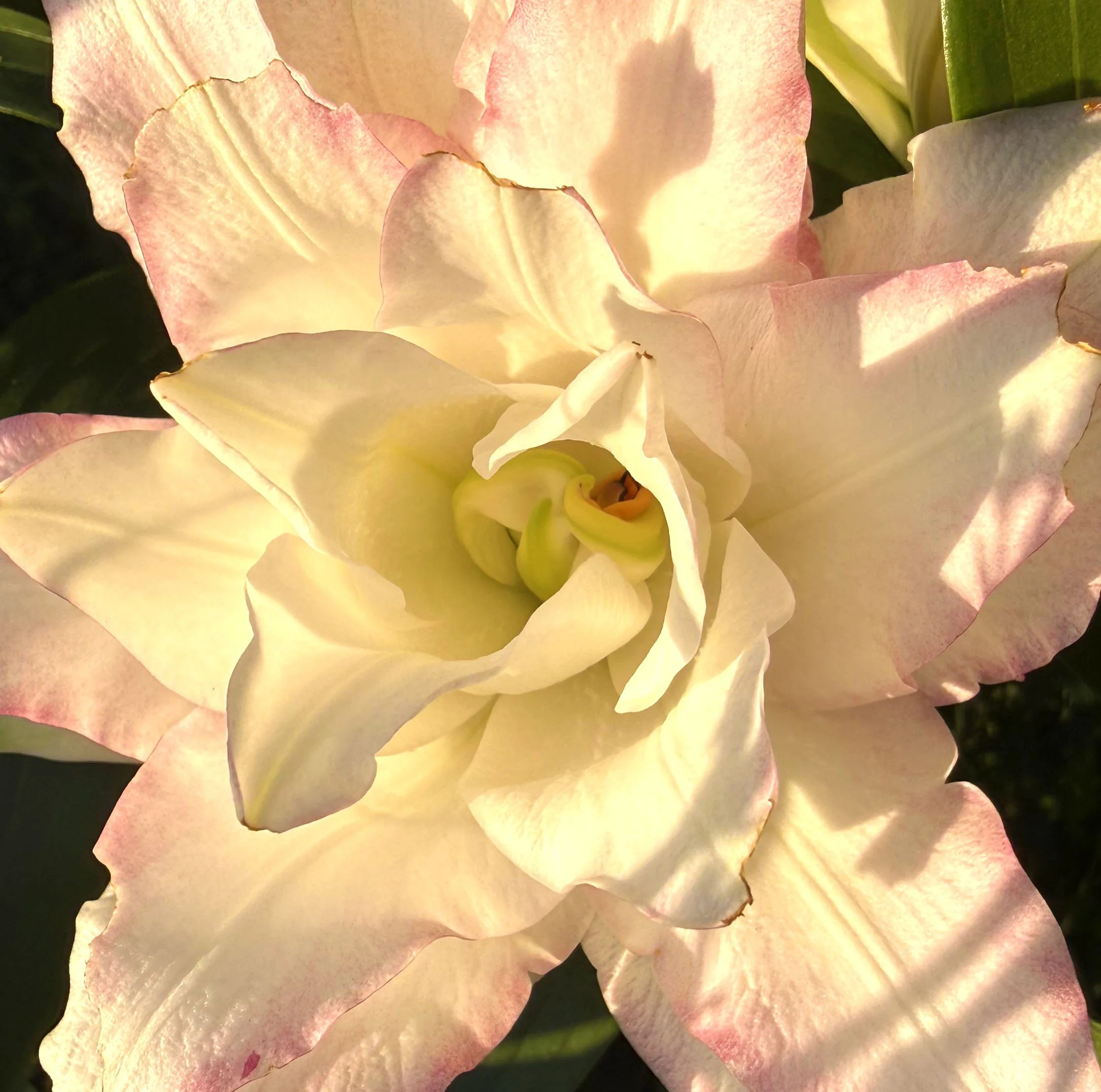 IMG_0649 copy_Lily Label Photo.jpg