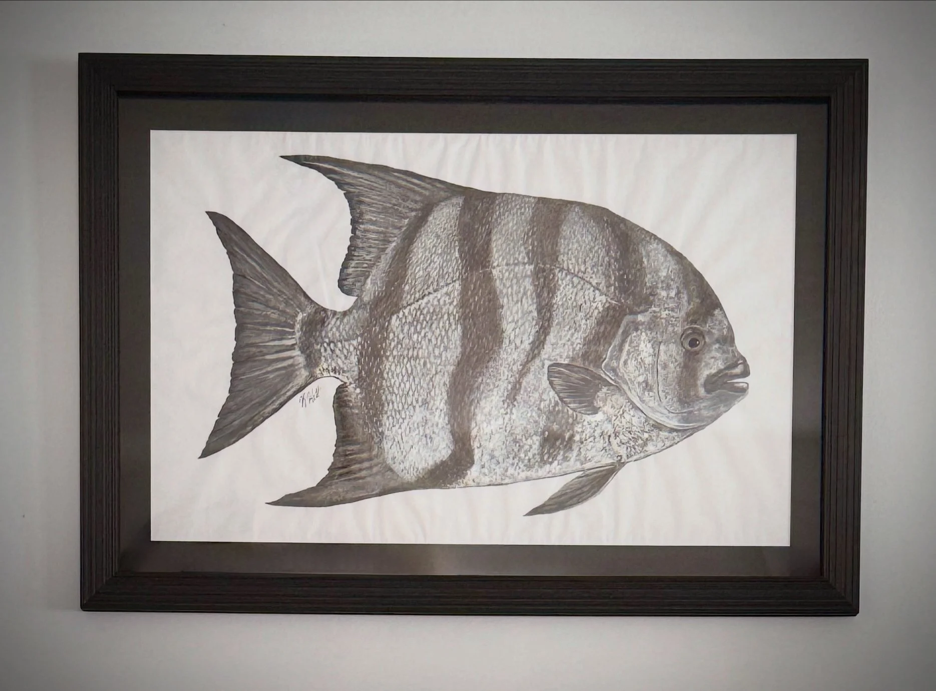 Atlantic Spadefish.JPG