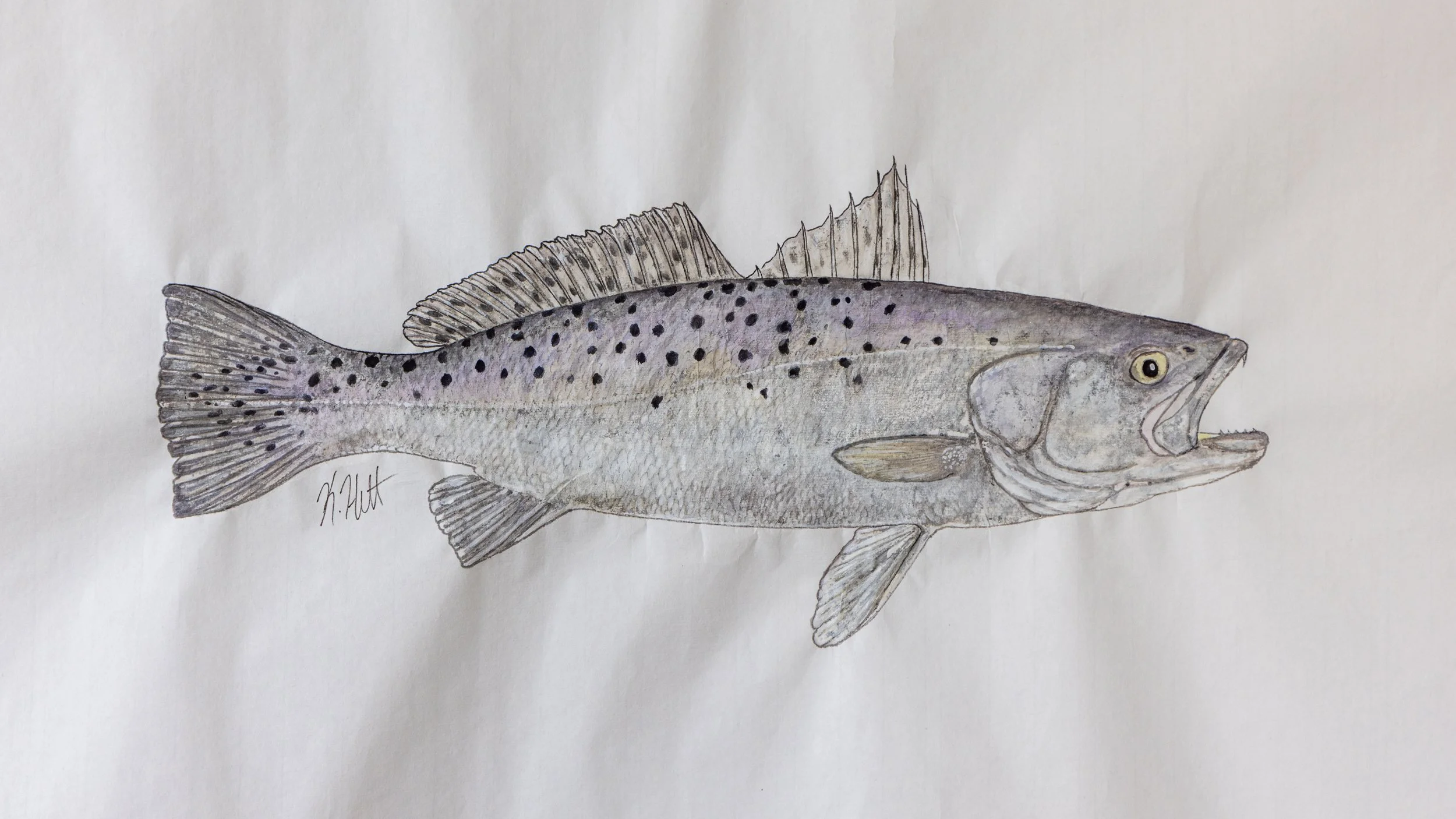 4. Speckled Sea Trout.jpg