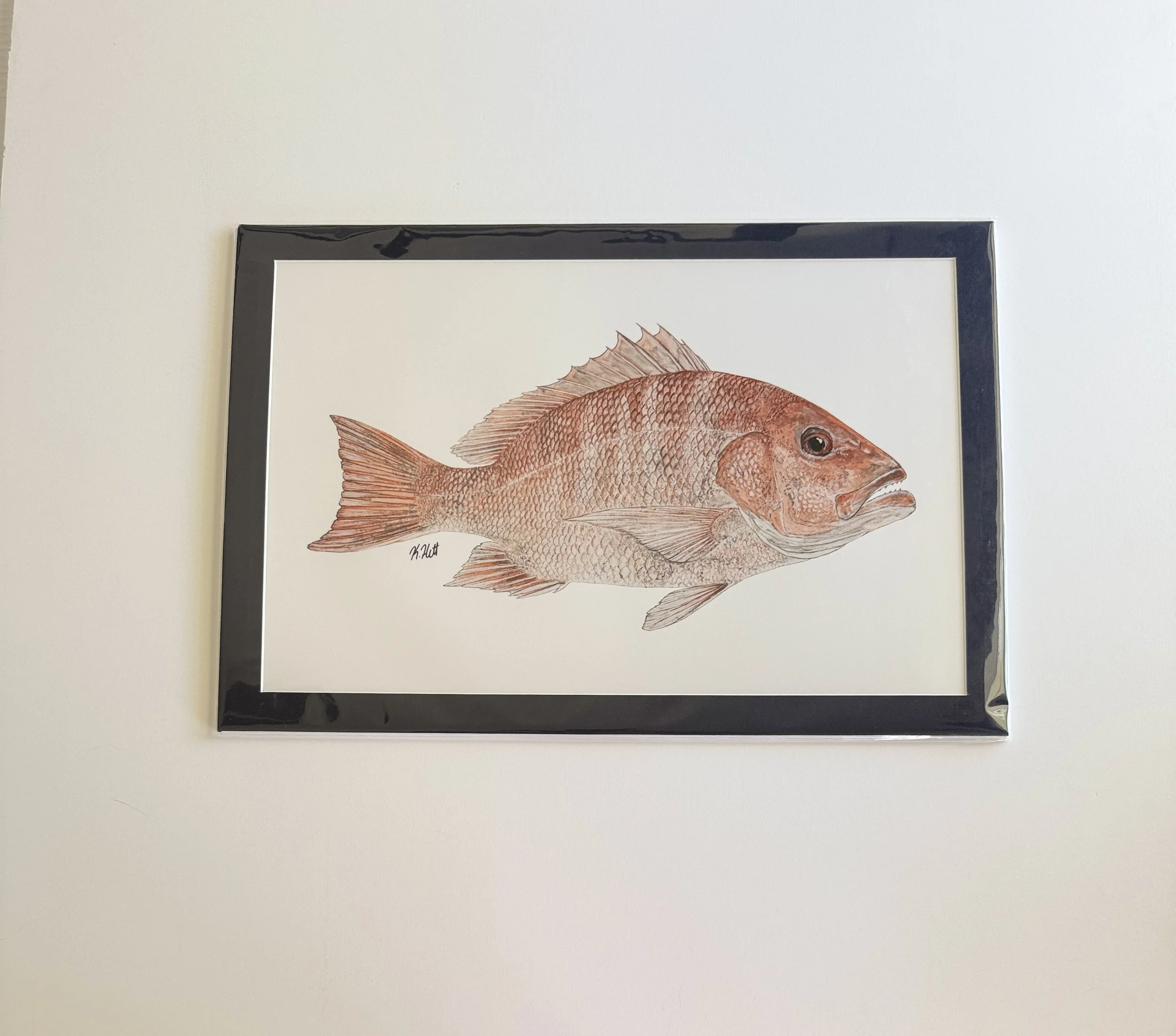 American Red Snapper_ matted print_front.jpg