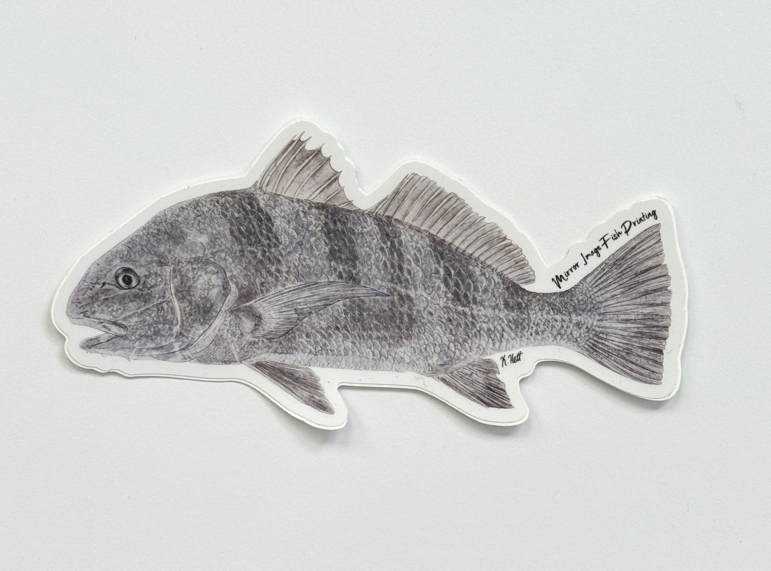 Black Drum