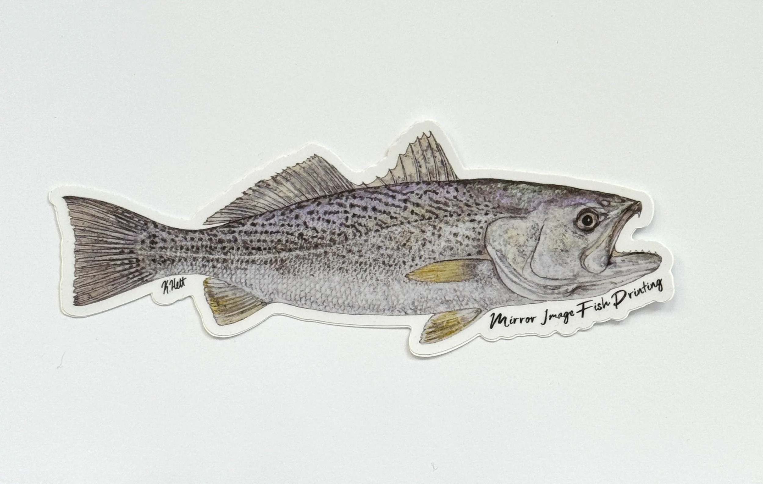 Summer Trout