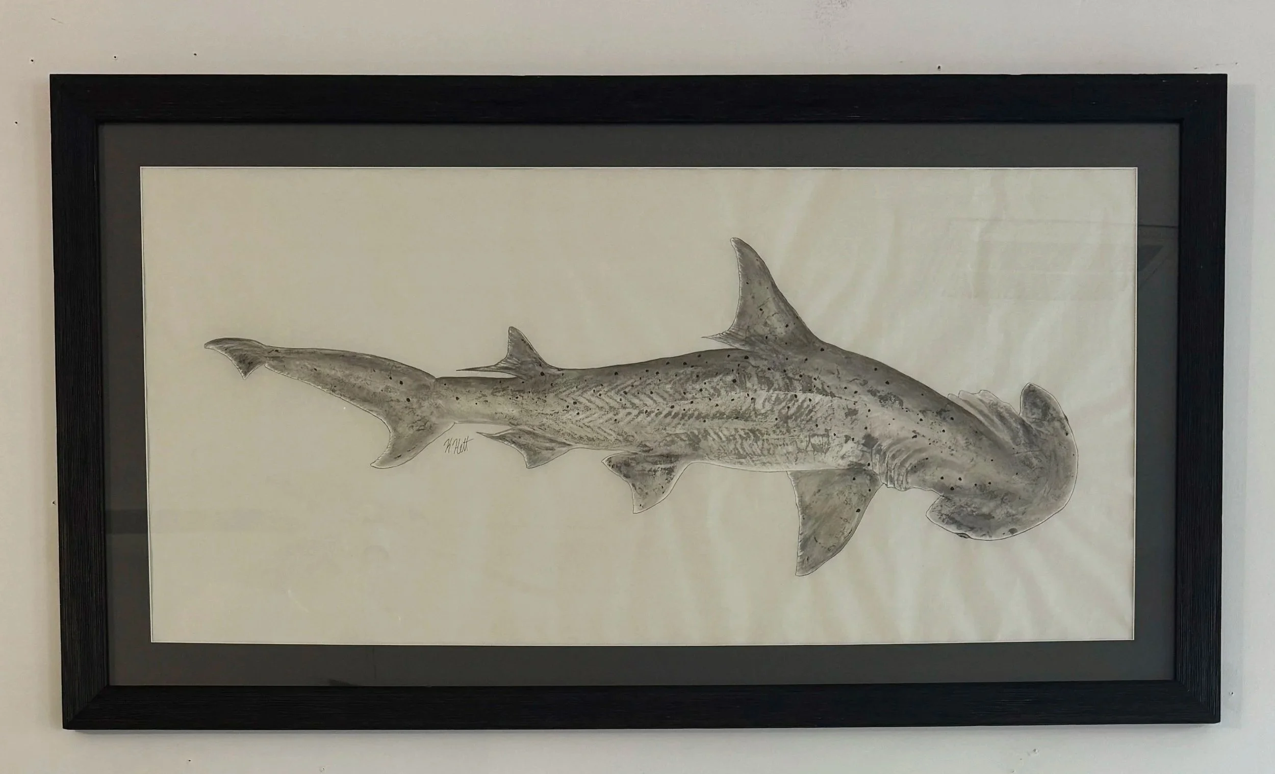 Bonnethead+Shark.jpg