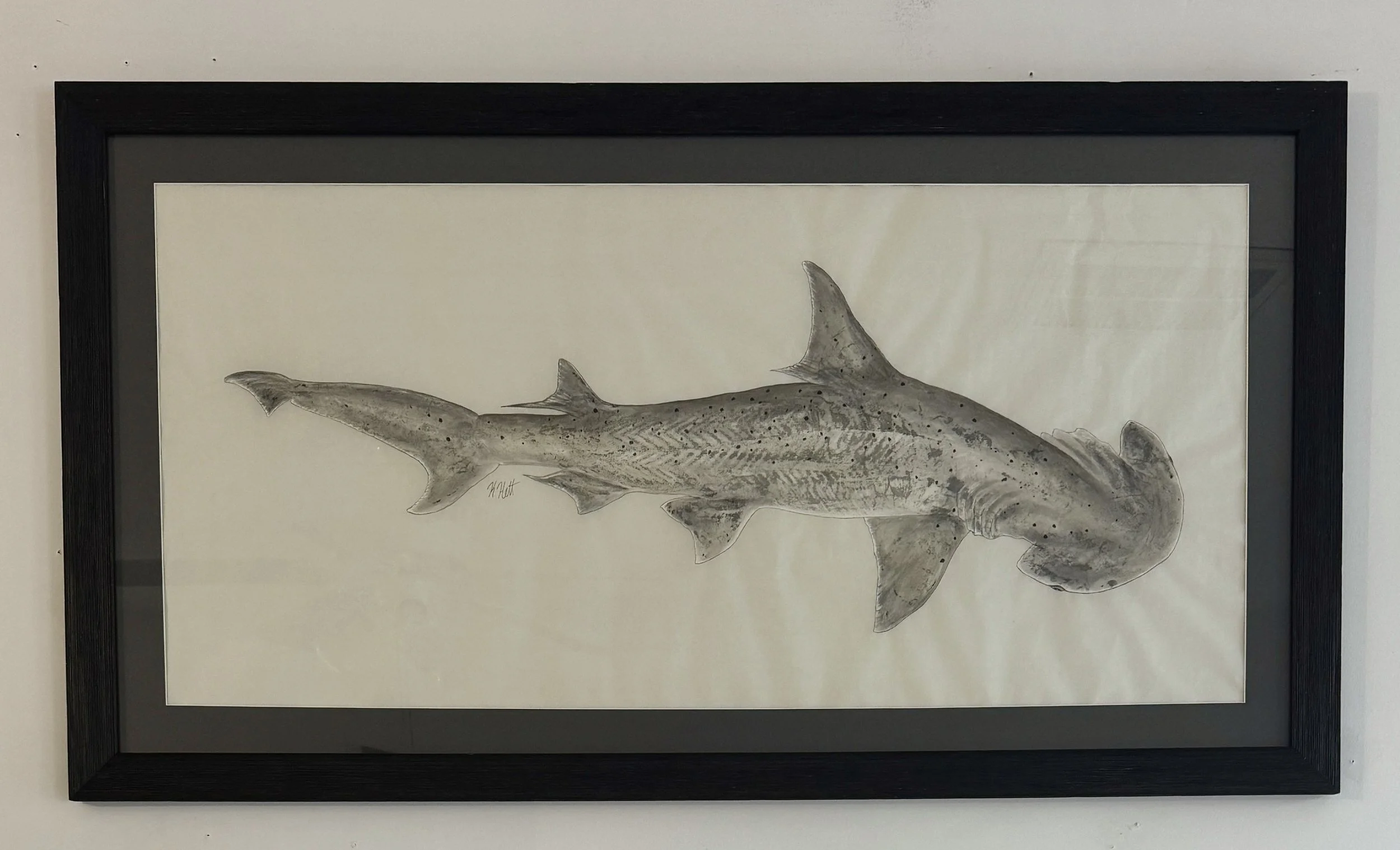 Bonnethead Shark