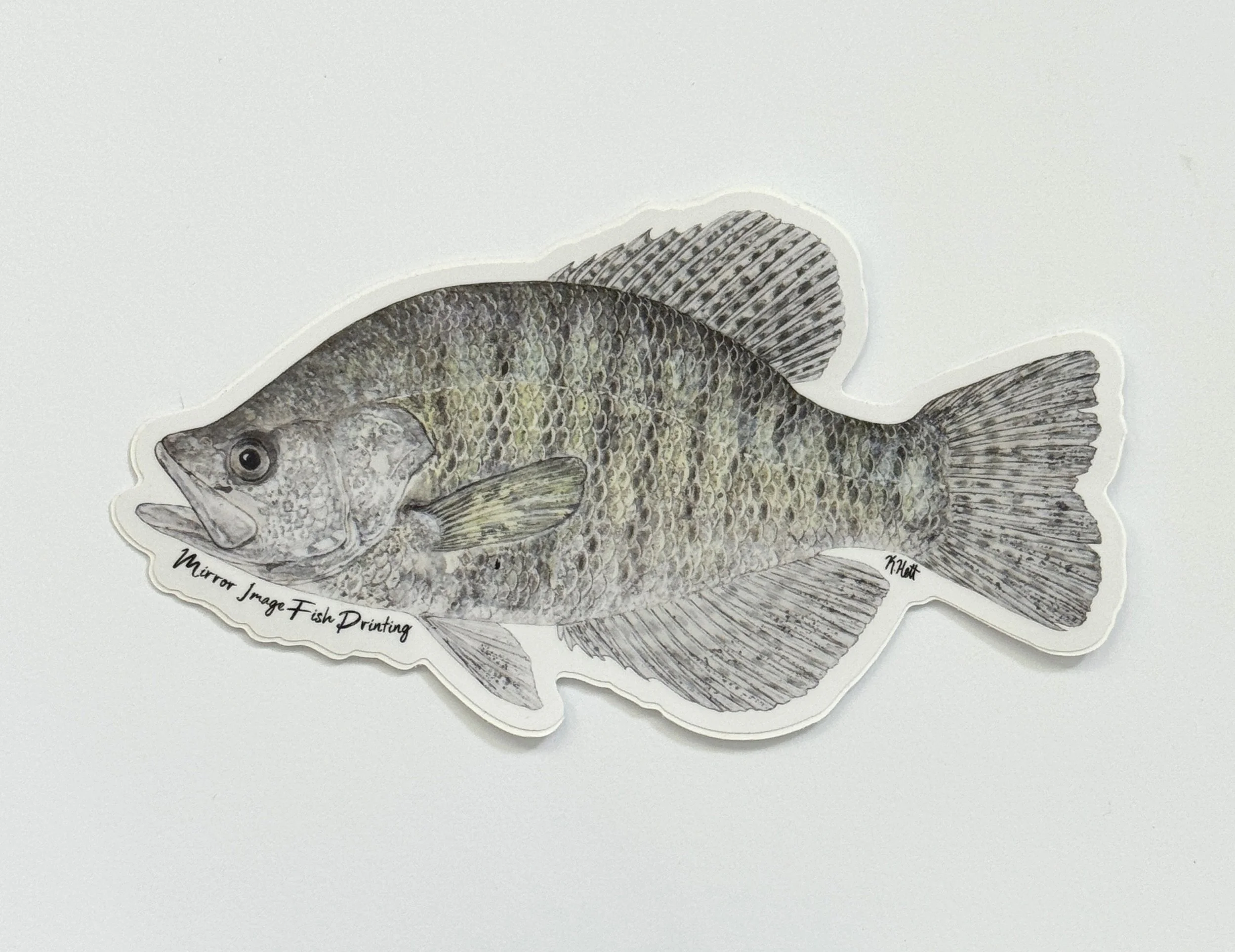 White Crappie