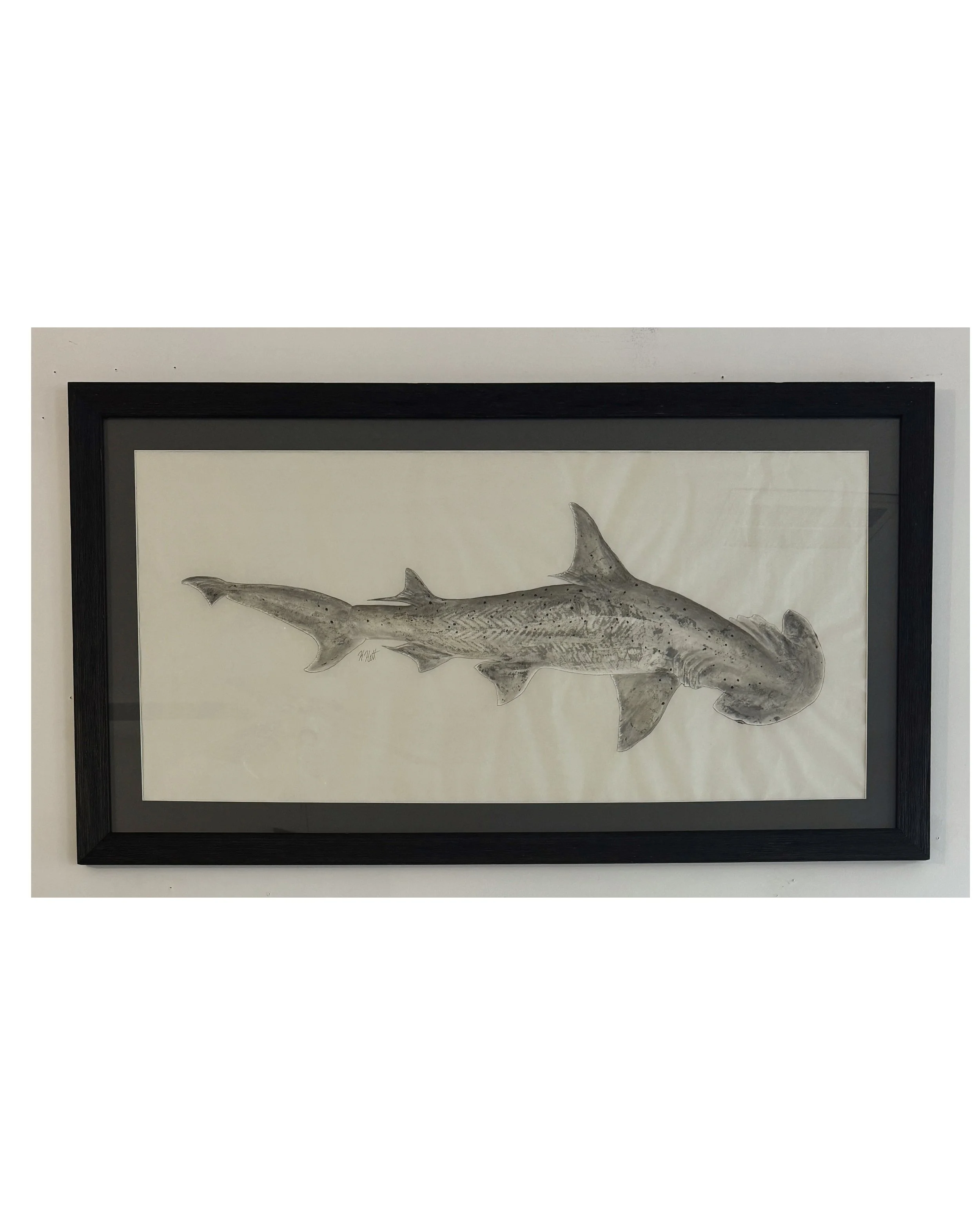 Bonnethead Shark.jpg