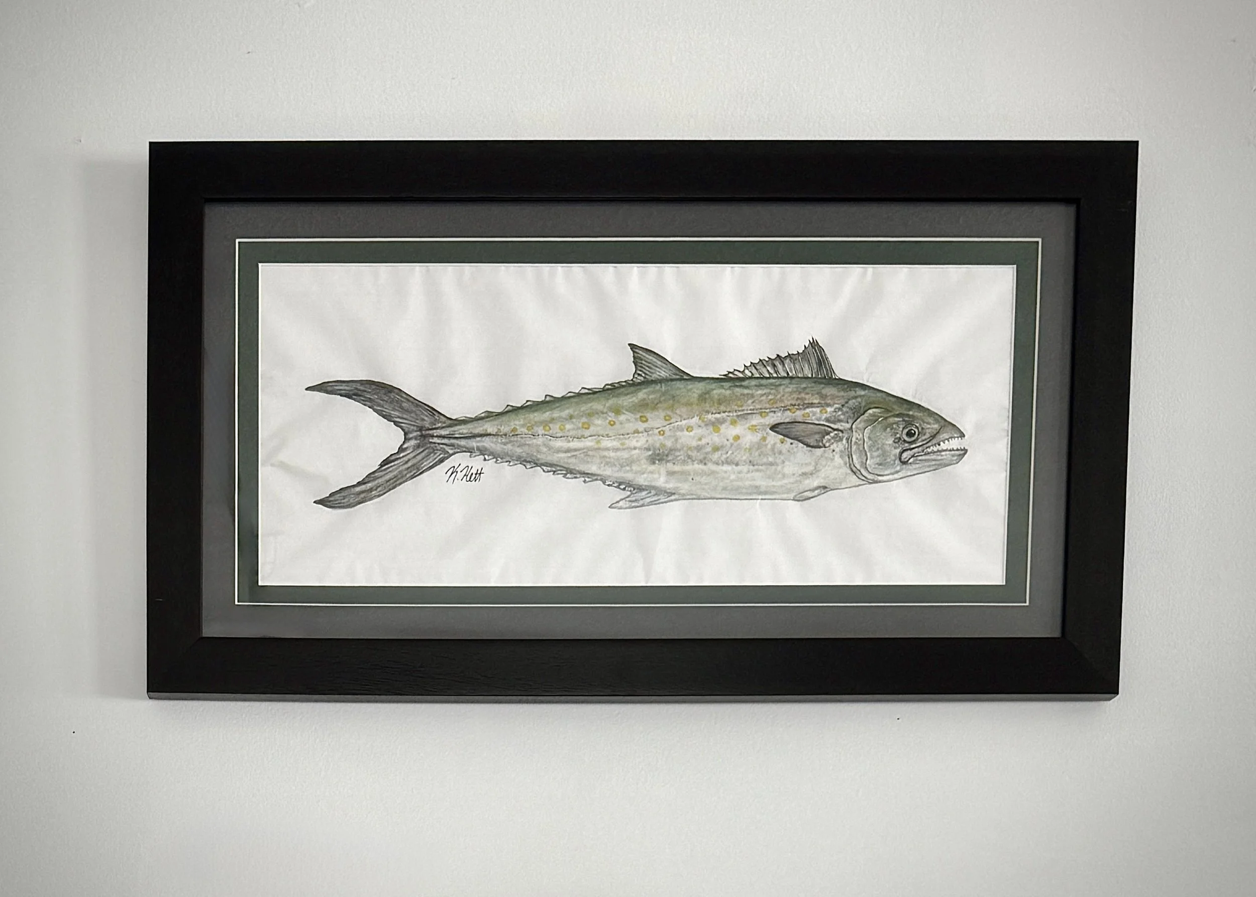 Spanish Mackerel.jpg
