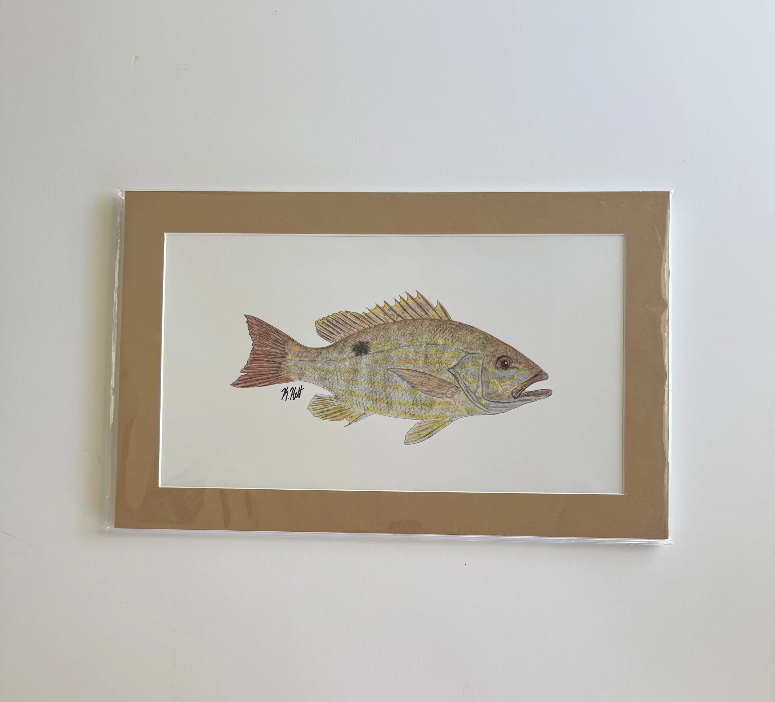 Lane Snapper_matted print_front.jpg