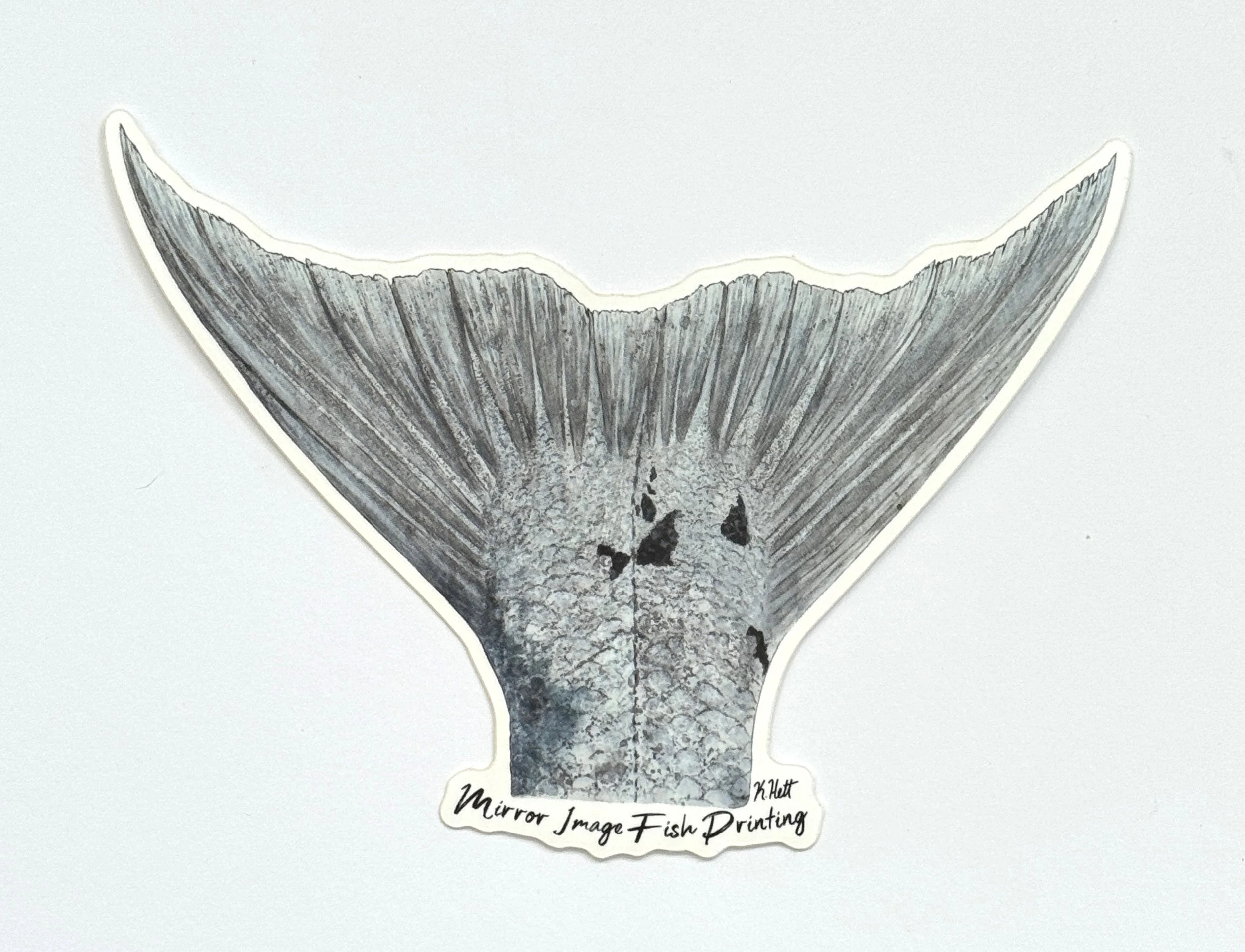 Barracuda Tail