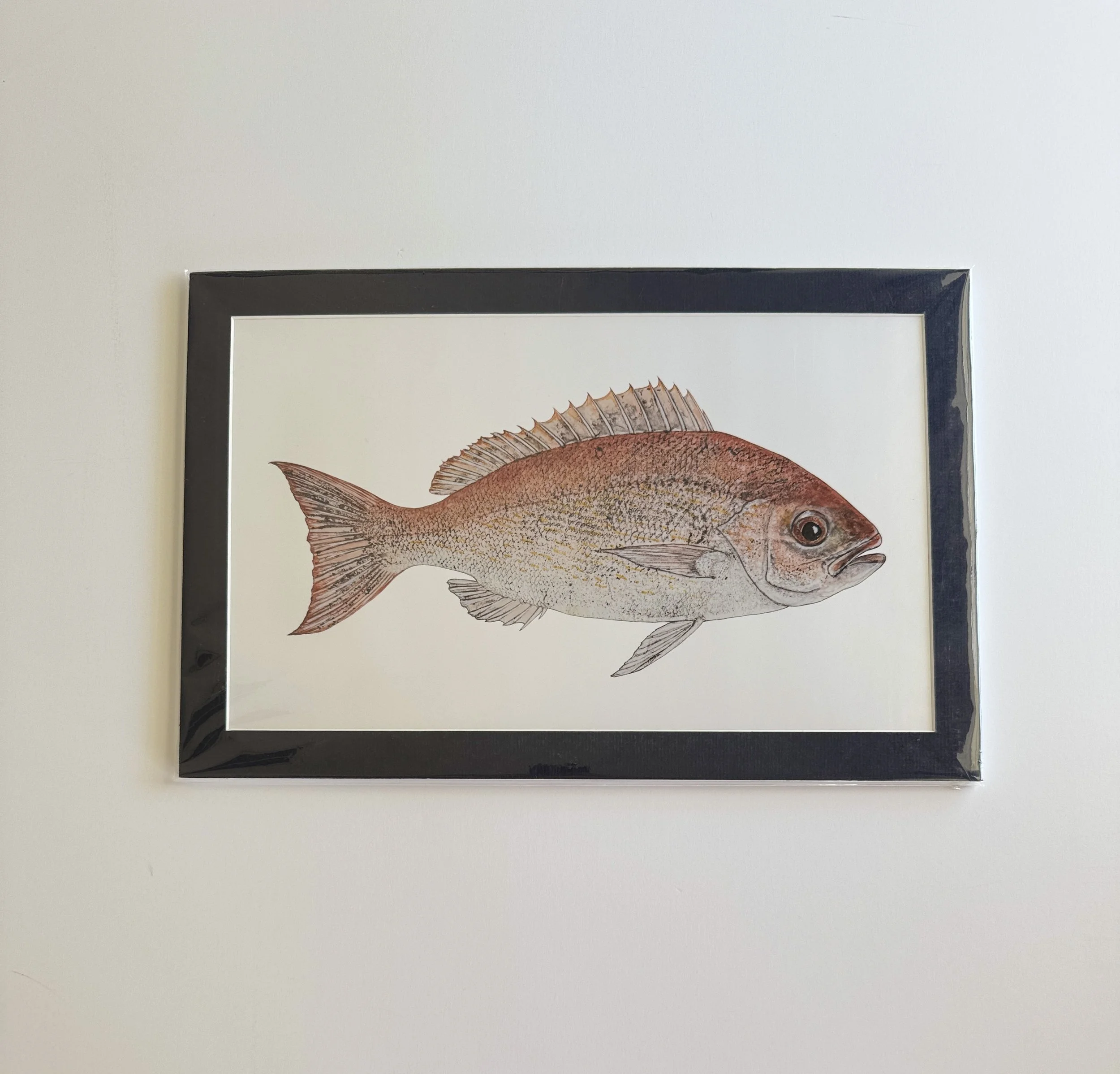 Vermilion Snapper_matted print_front.jpg