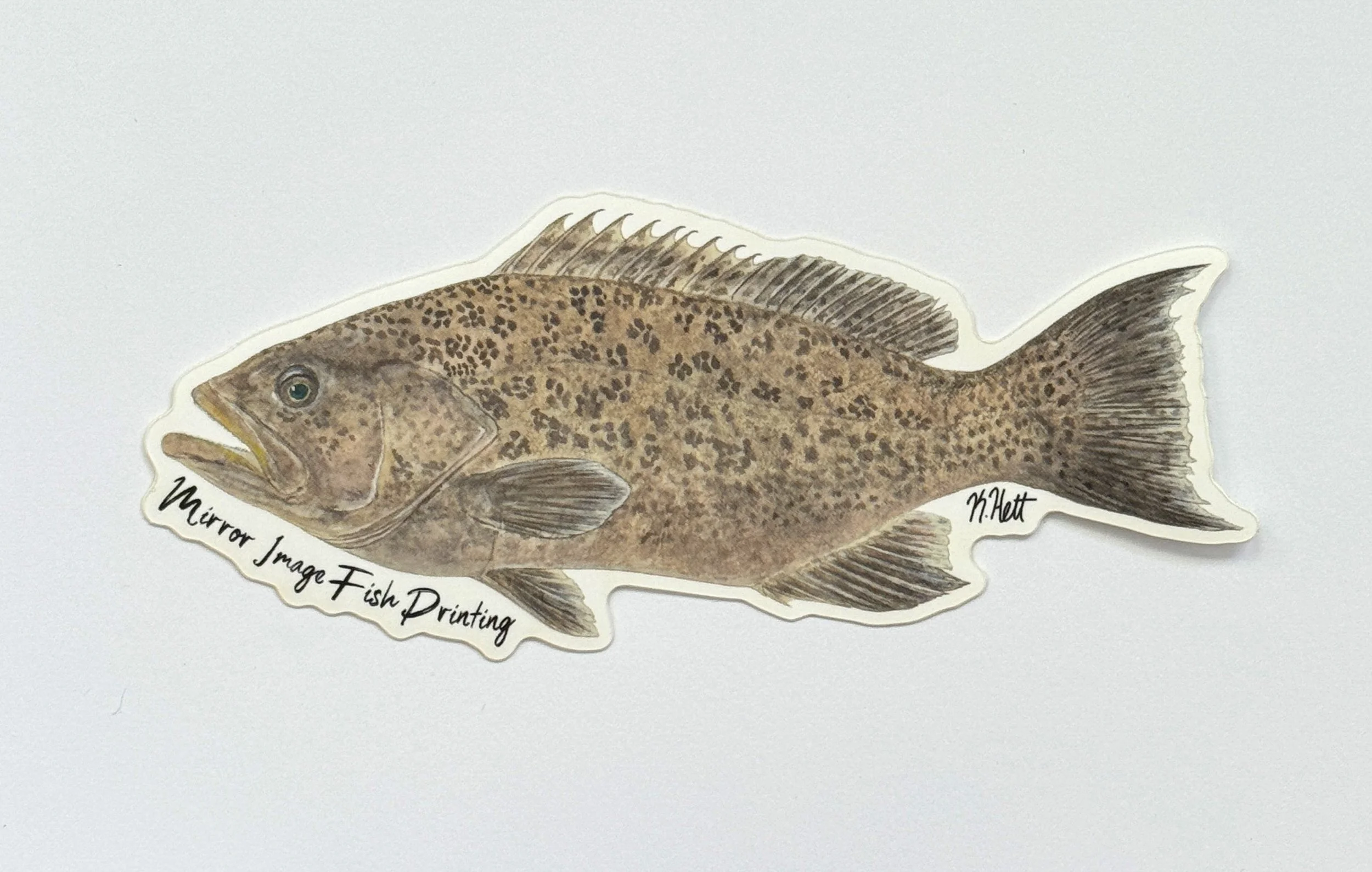 Scamp Grouper