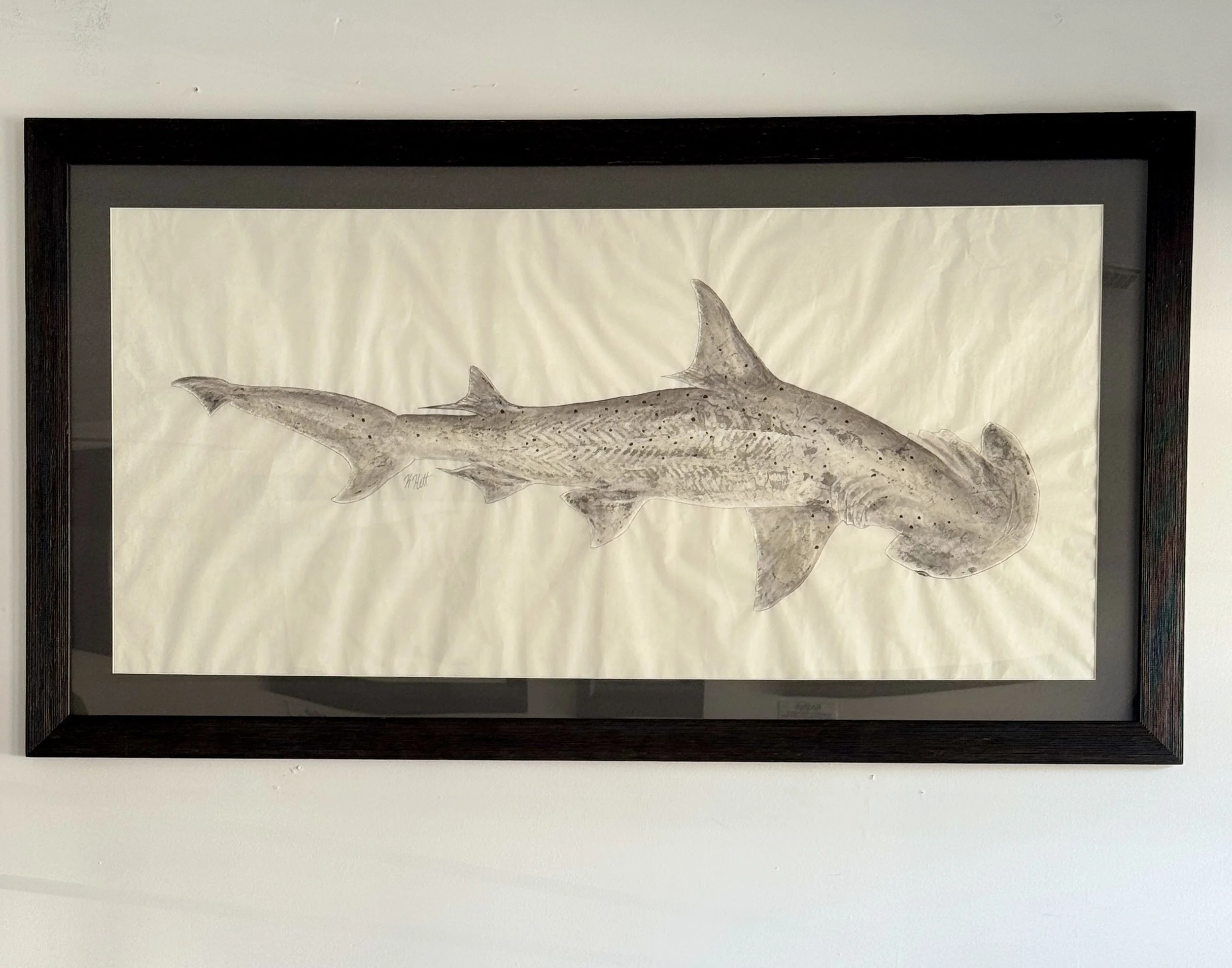 Bonnethead Shark