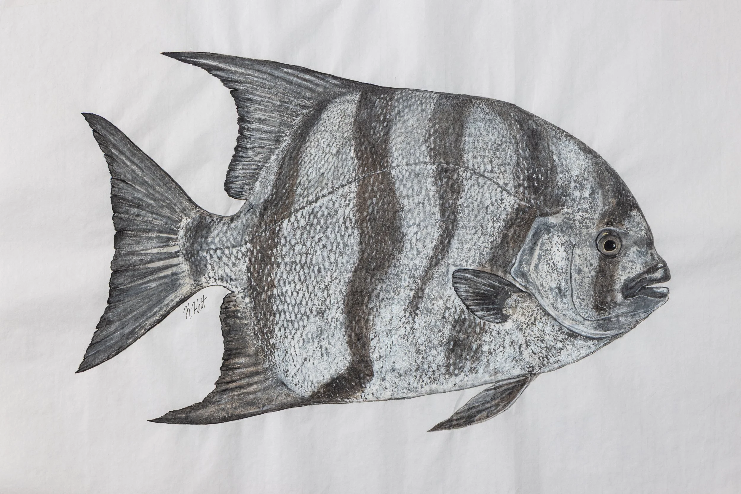 Spadefish