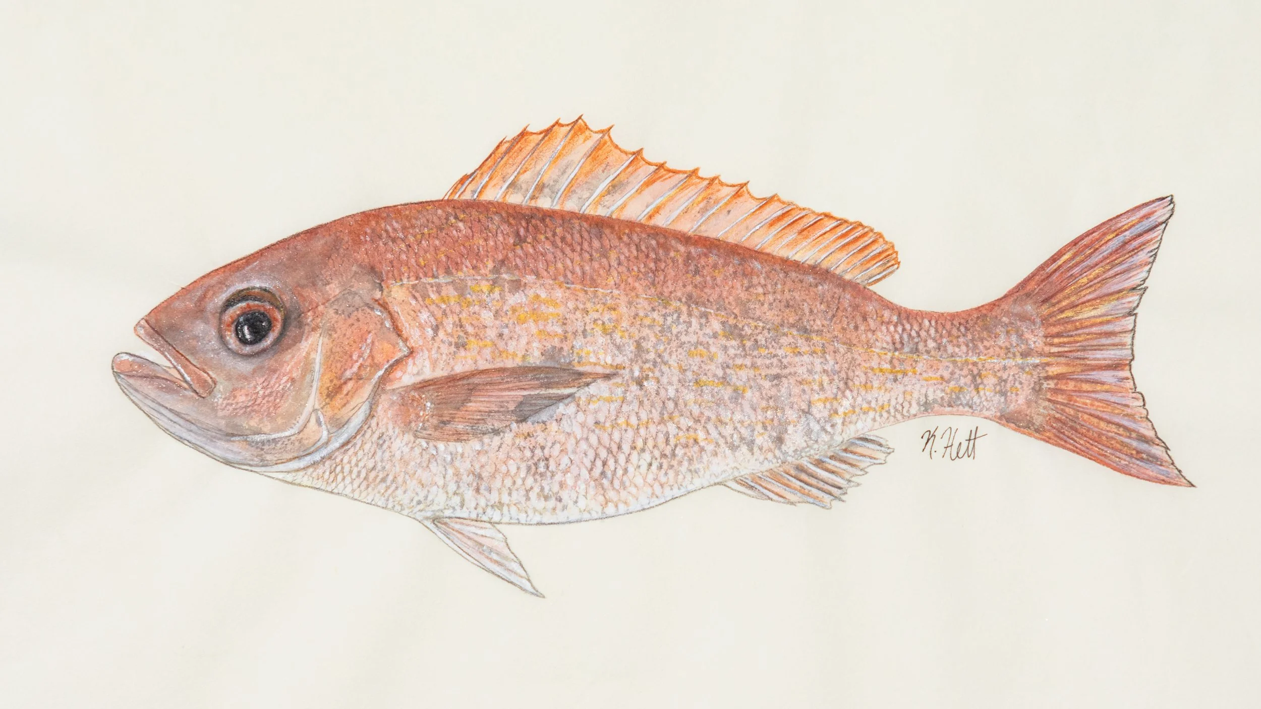 Vermilion Snapper