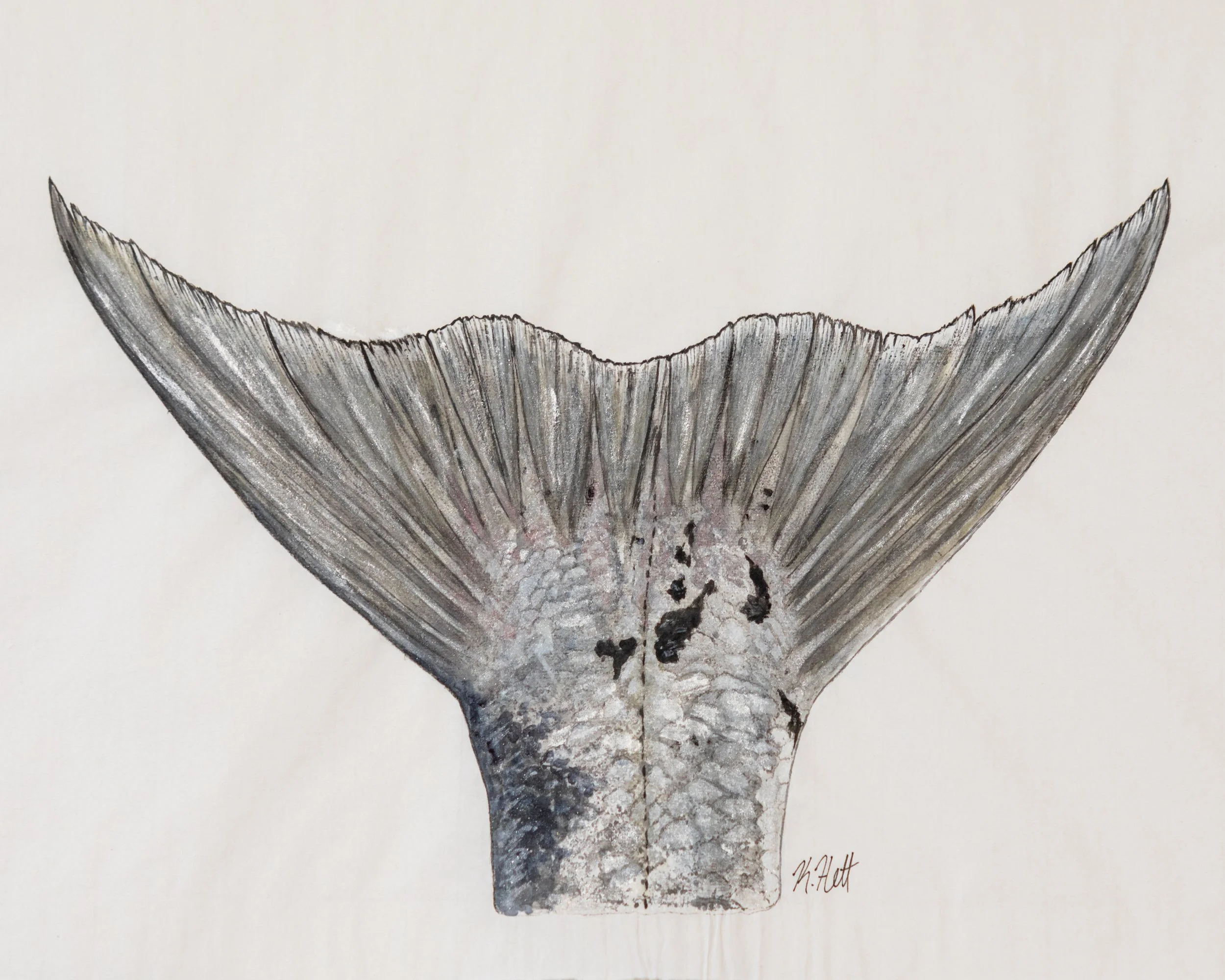 Barracuda Tail