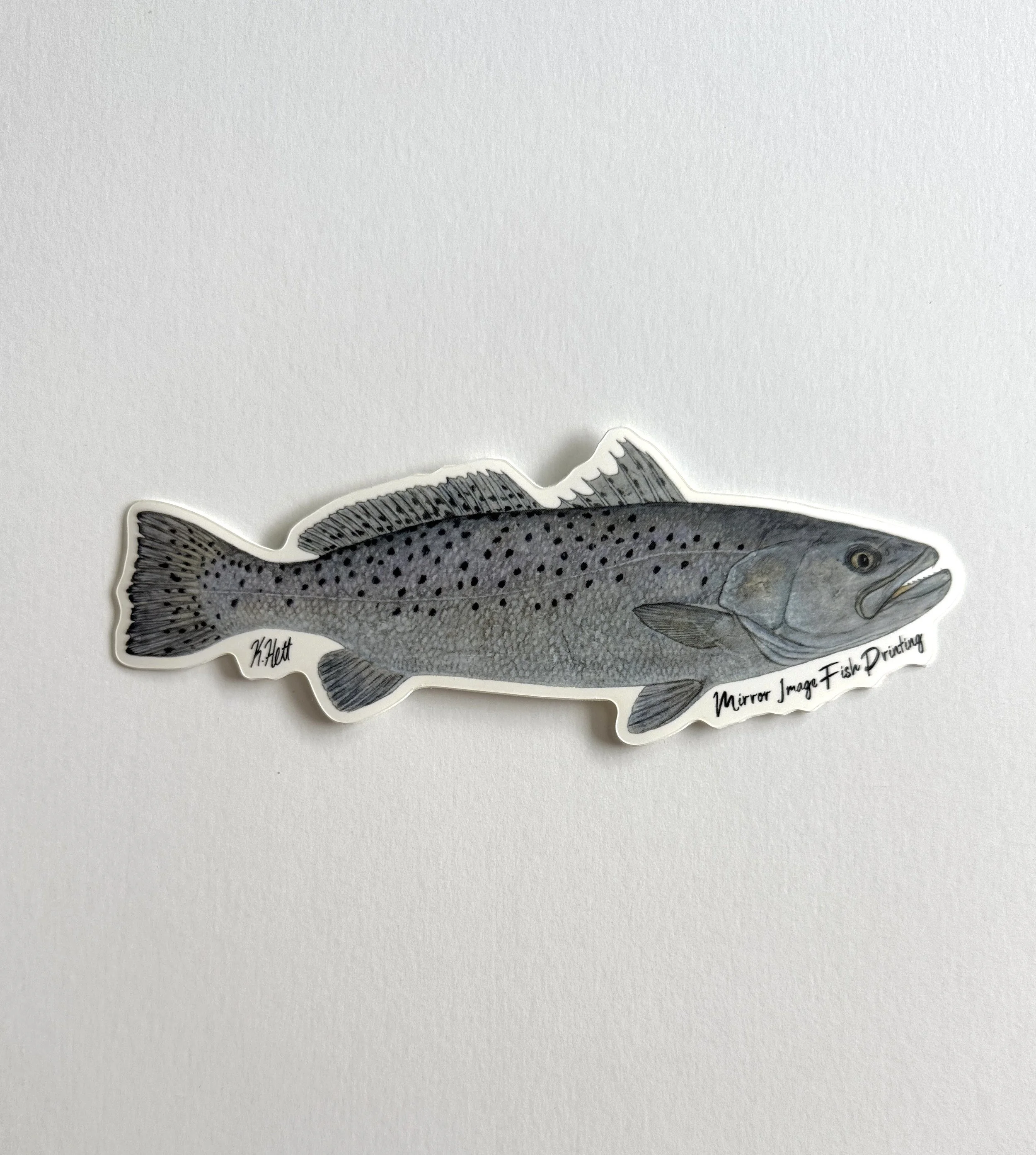 Speckled Sea Trout