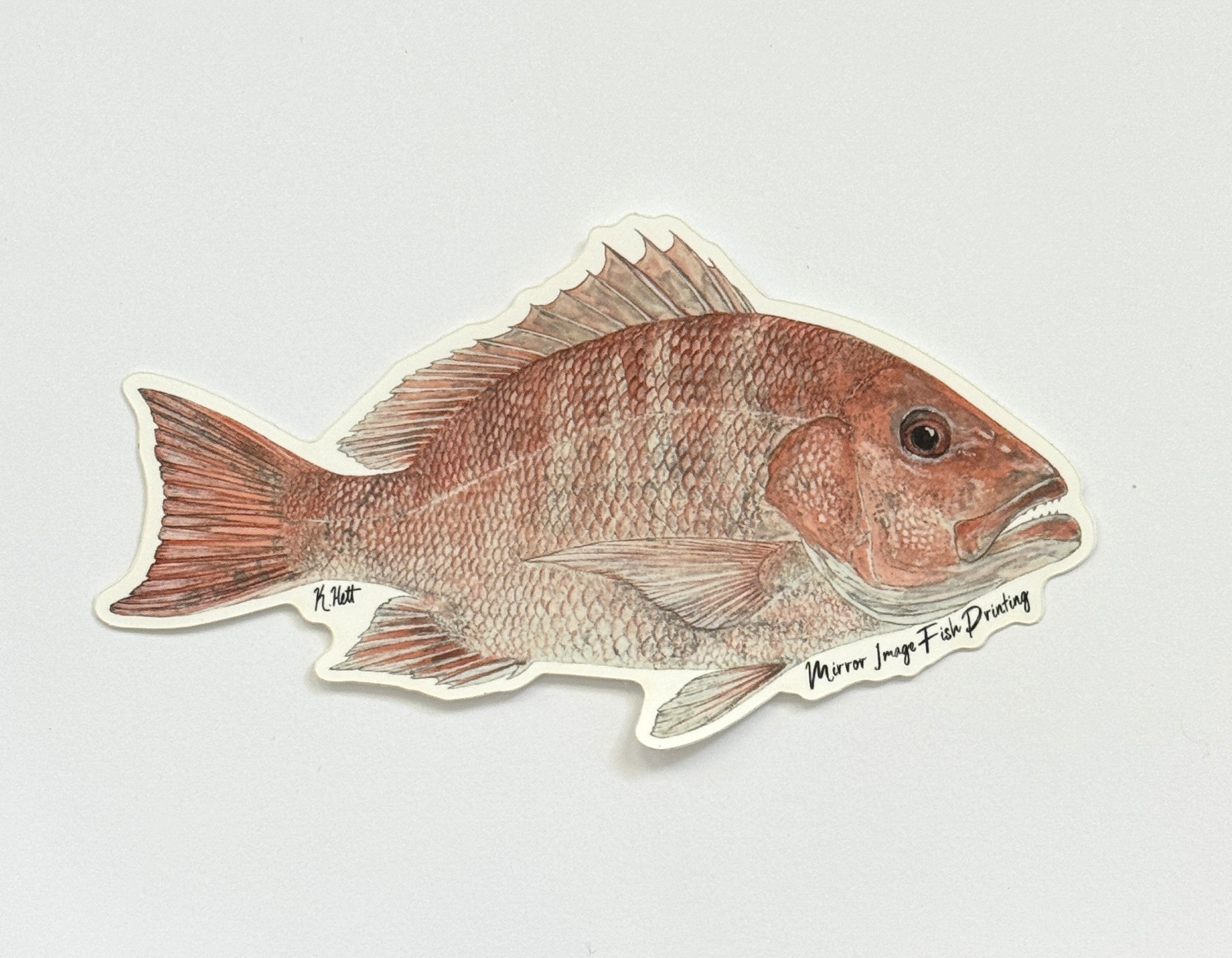 American Red Snapper
