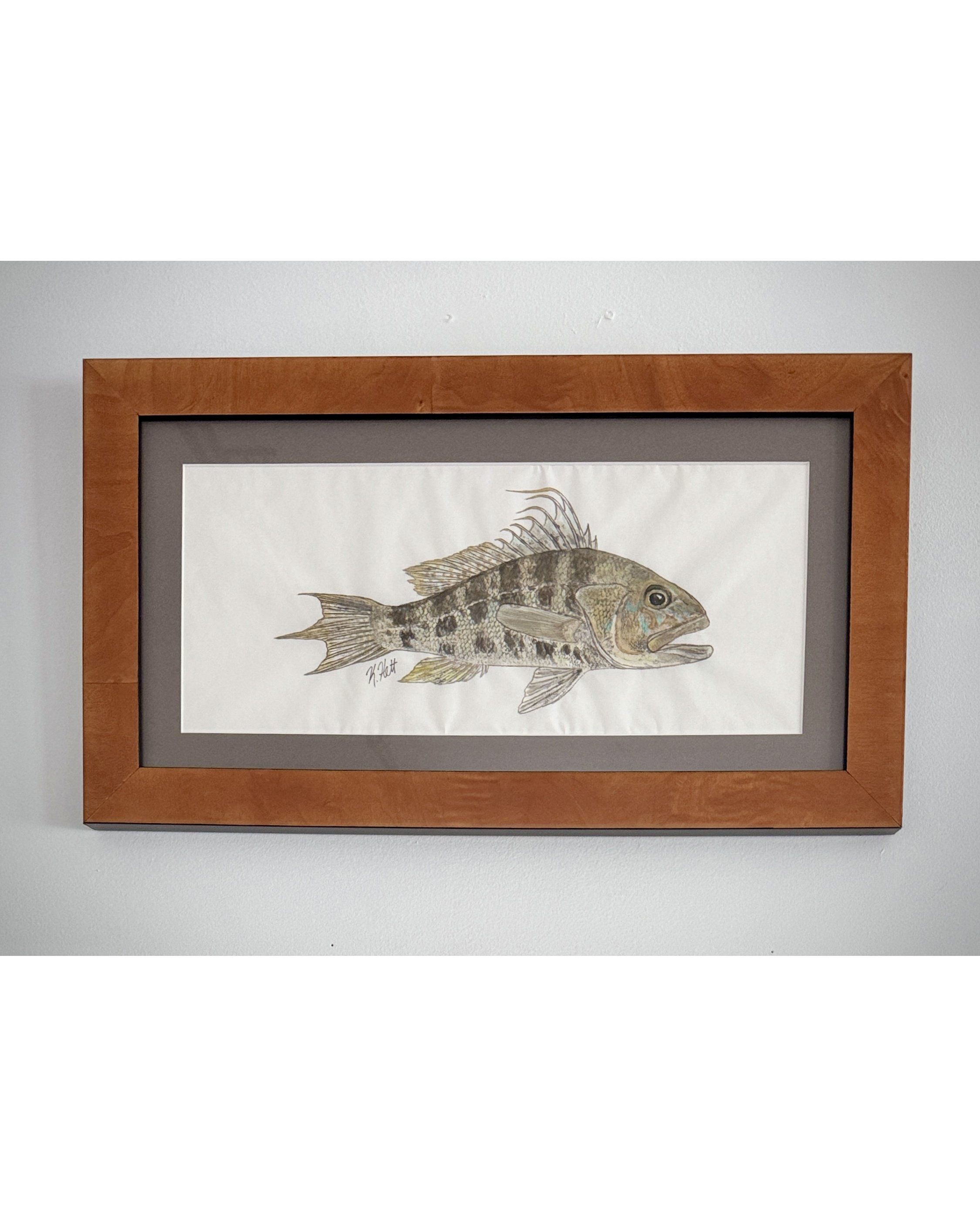 Bank Sea Bass