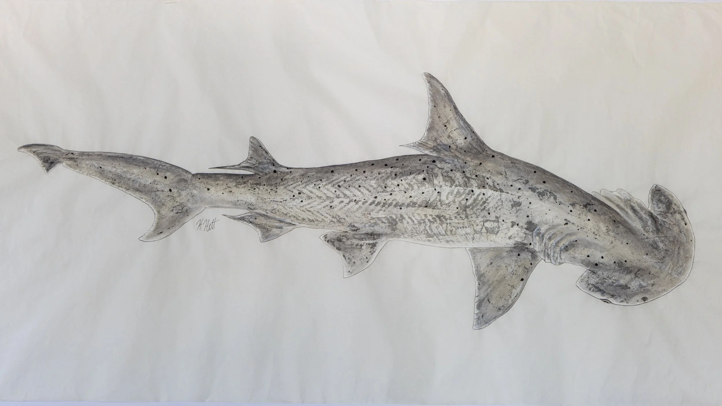 Bonnethead Shark.jpg