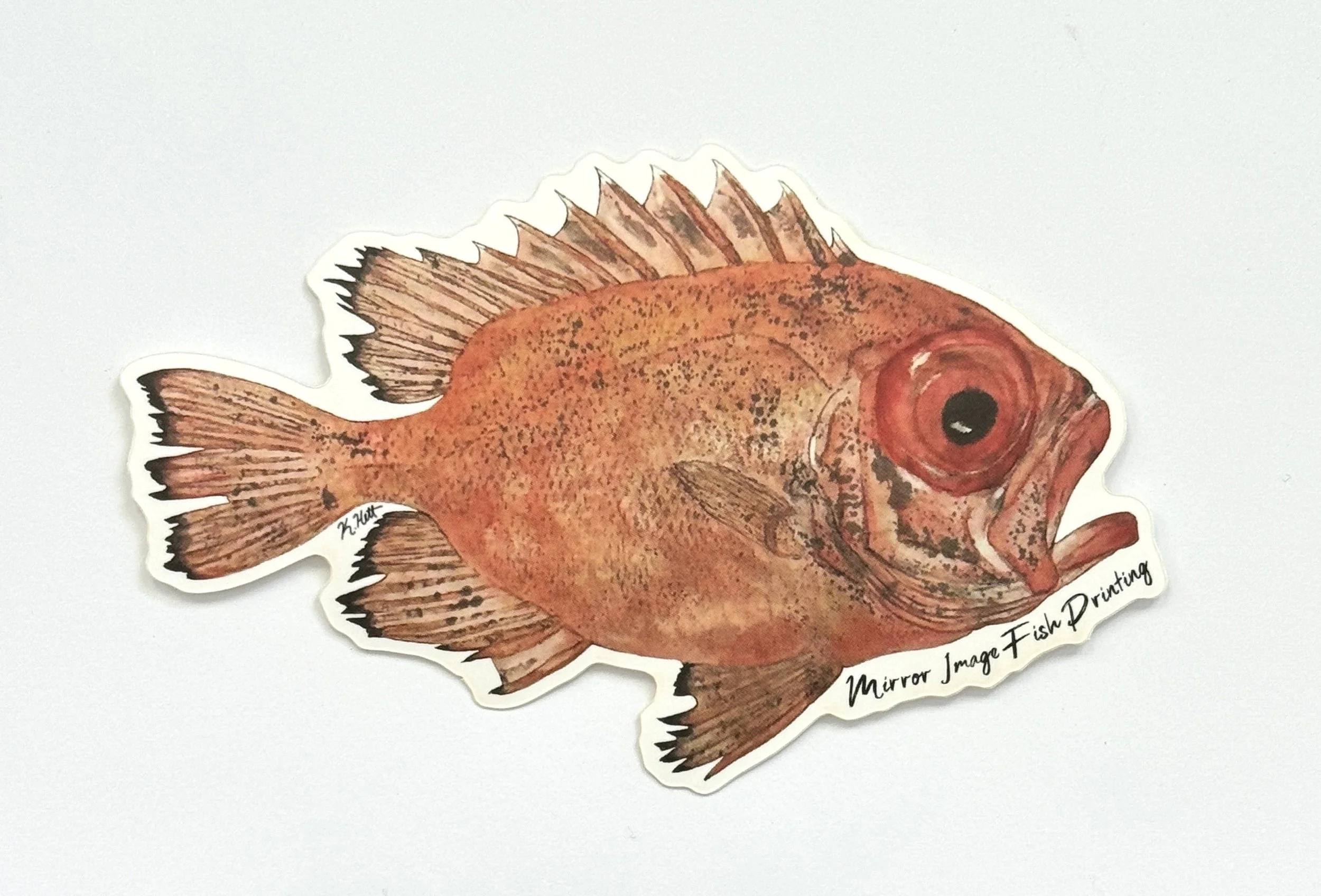 Big Eye Snapper
