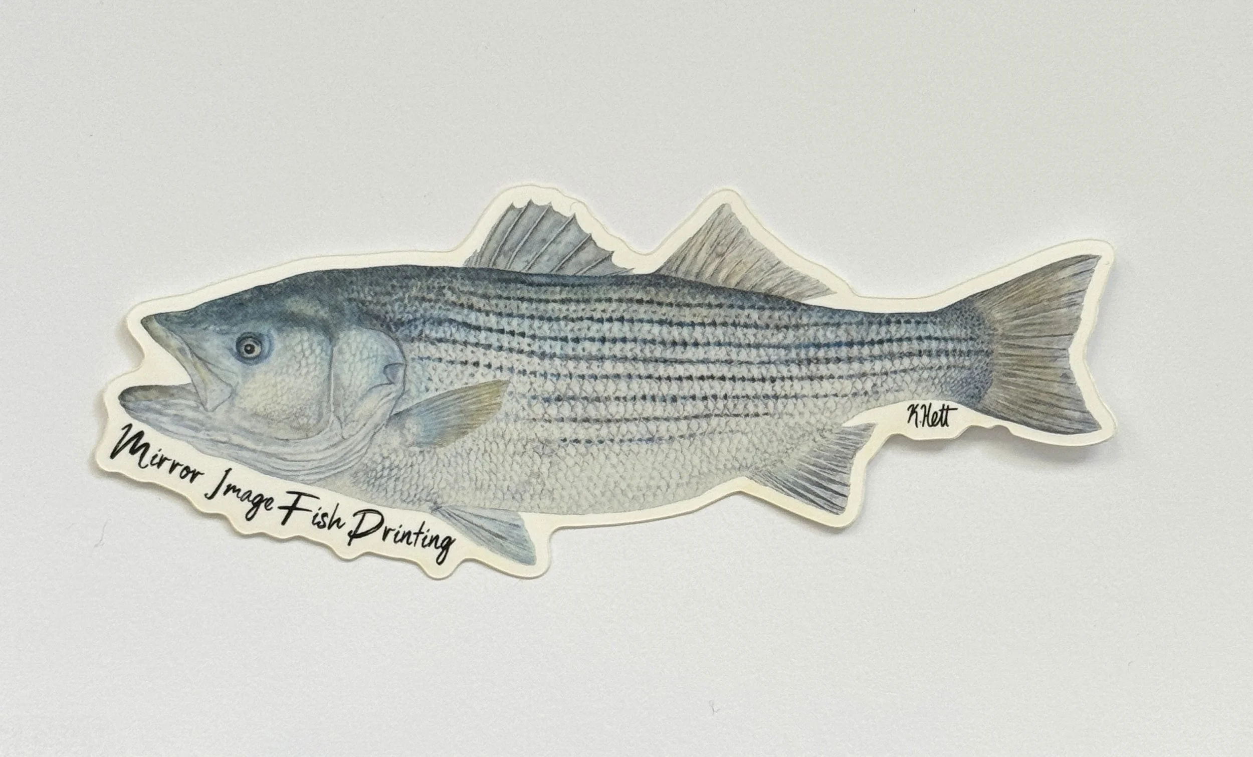 Striped Bass