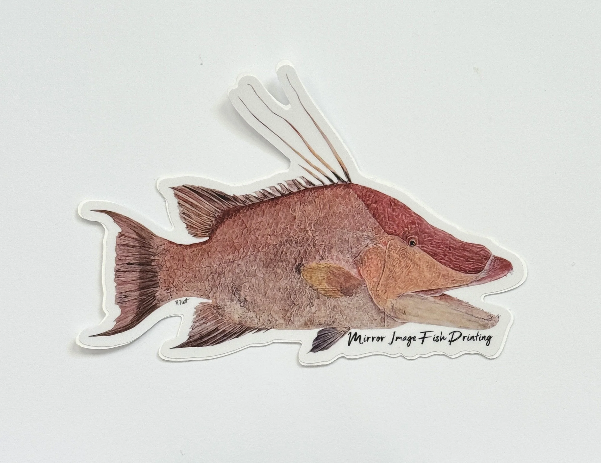 Hogfish