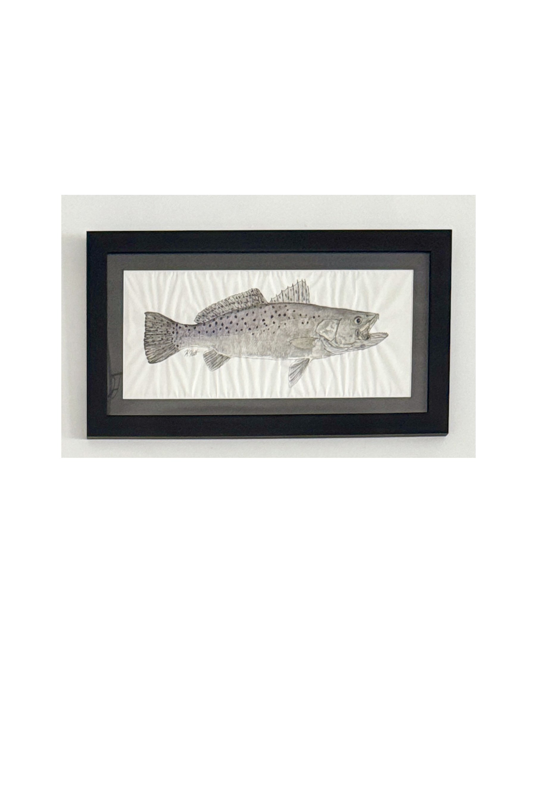 Speckled Sea Trout