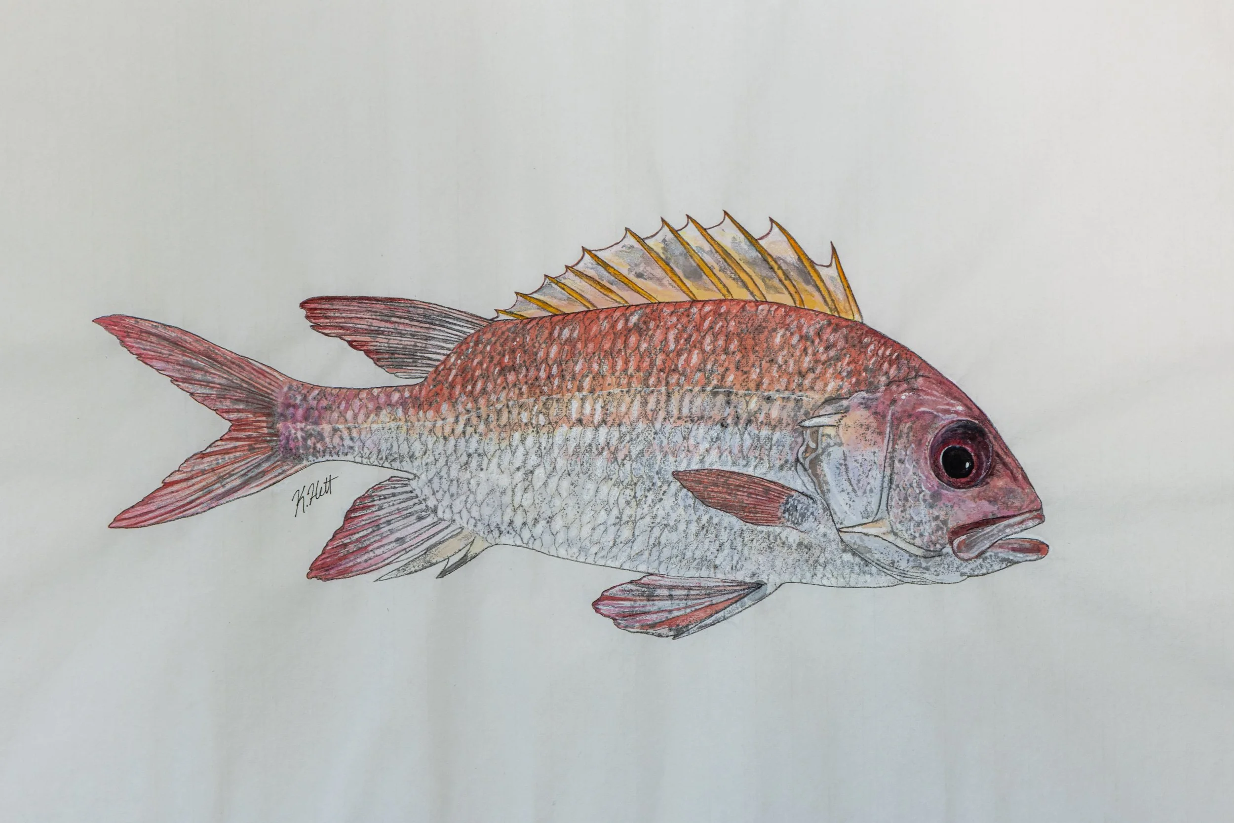 Squirrelfish