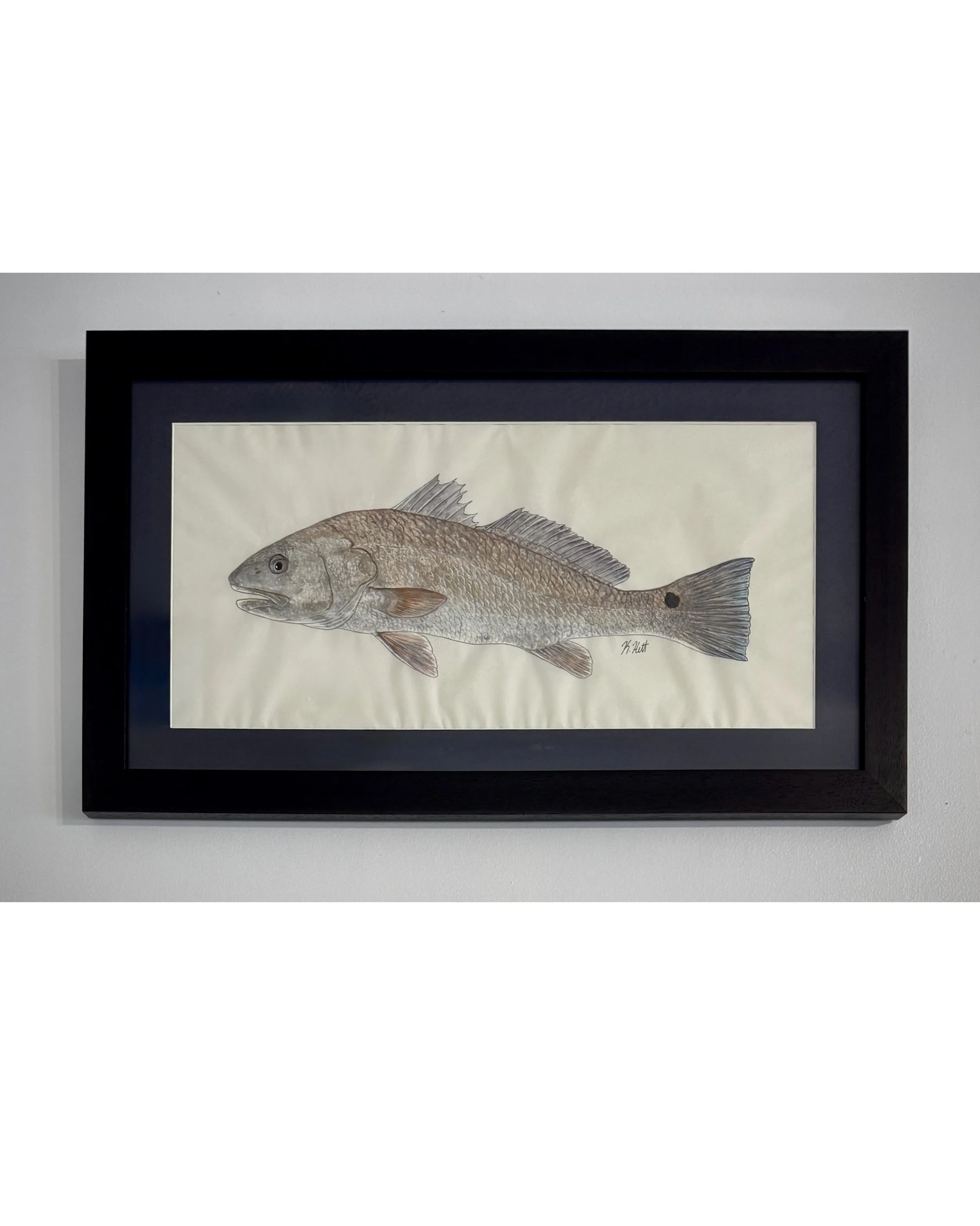 Redfish