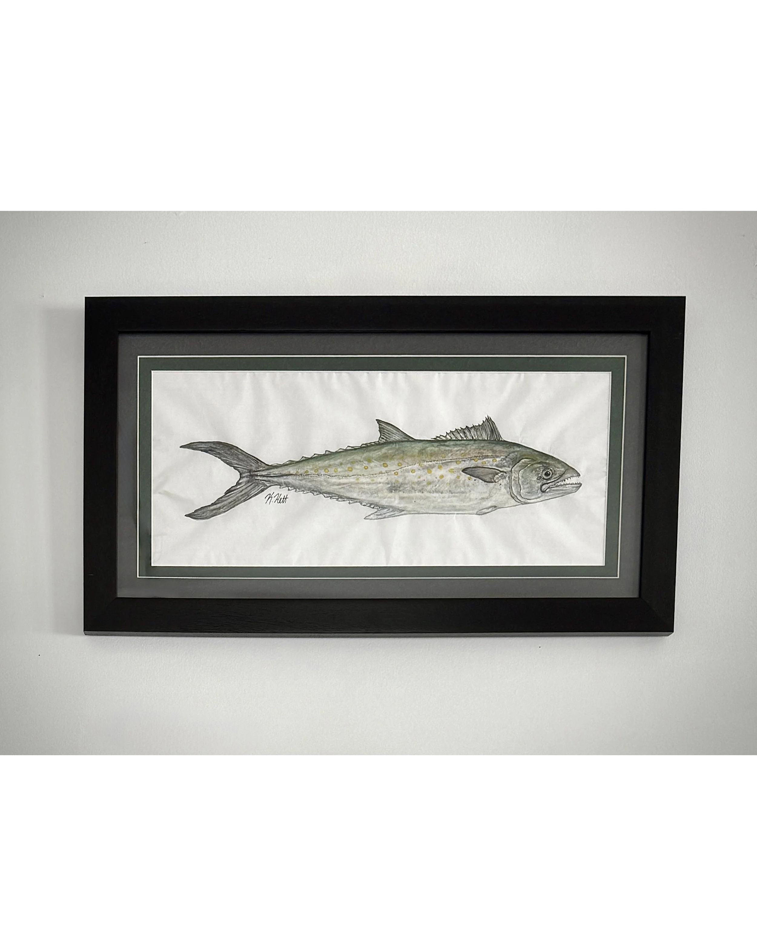 Spanish Mackerel.jpg